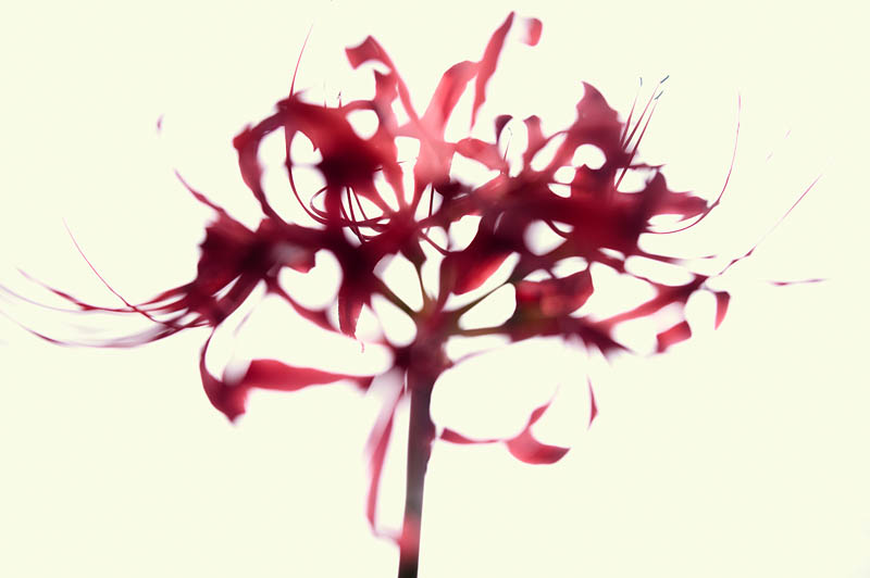 <b>彼岸花を被写体の後ろ方向からの光で撮影した「太陽画」。</b>