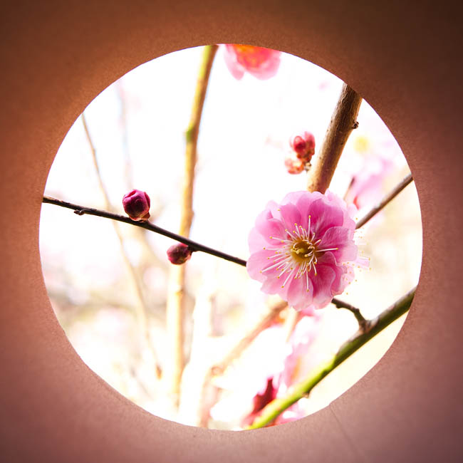 <b>レンズの前に紙筒を付けて撮影した「のぞき見シリーズ」。つまり筒の内側をわざと写し込んでいるというわけです。</b>