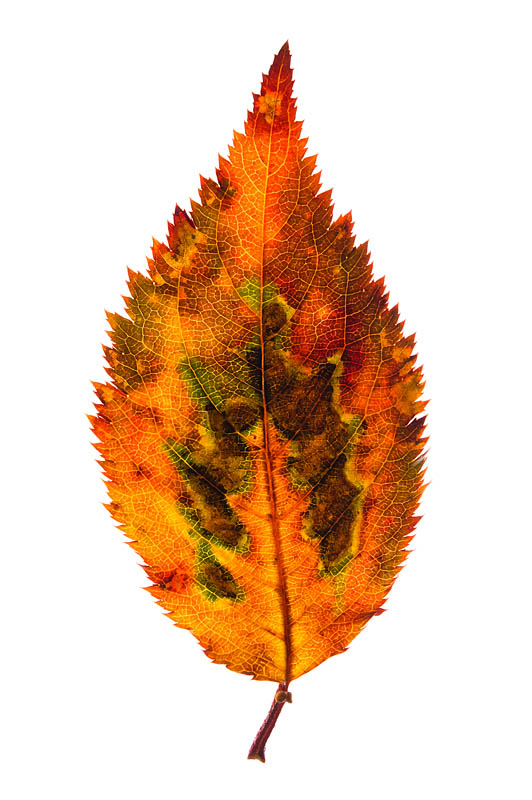 <b>落ち葉を透過光で撮影。ニコンD700 / AF-S Micro NIKKOR 60mm F2.8 G ED / マニュアル露出 / 1/250秒 / F11</b>