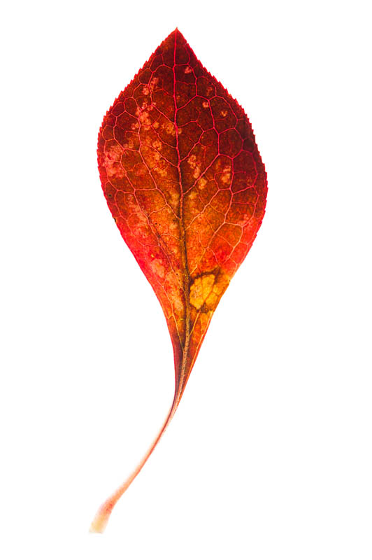 <b>落ち葉を透過光で撮影。ニコンD700 / AF-S Micro NIKKOR 60mm F2.8 G ED / マニュアル露出 / 1/250秒 / F11</b>