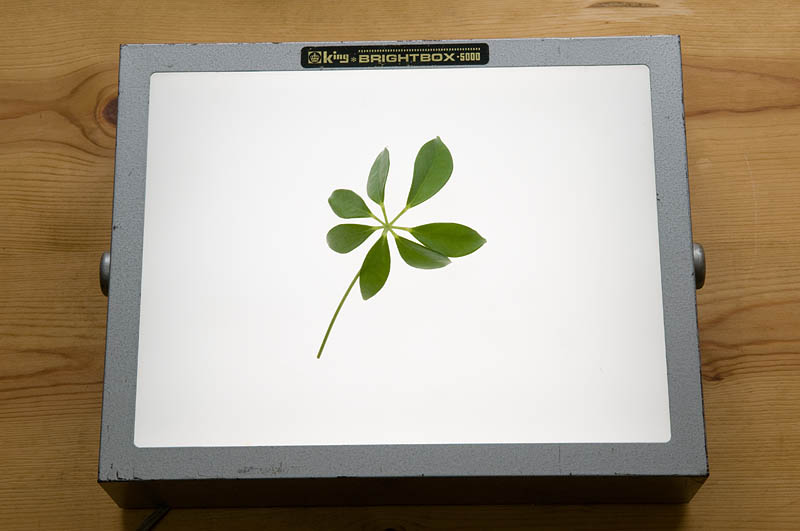 <b>落ち葉の写真はガラス板の下に照明を置いて撮影しているが、ライトボックスを使うのが簡単。その他家庭にある照明具や懐中電灯などでも試してみて欲しい。</b>