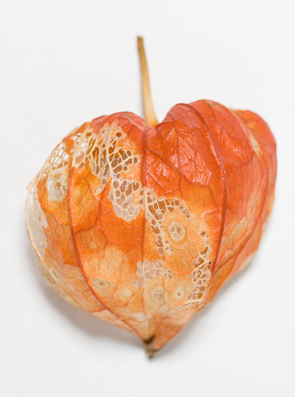 <b>白い紙の上にホオズキを置いて、こちら側からの光（反射光）で撮影。</b>