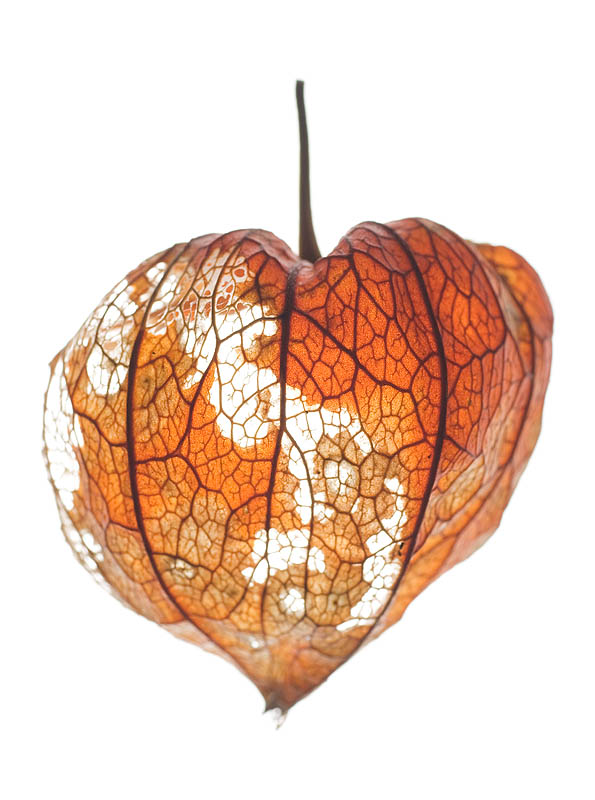 <b>ガラスの上にホオズキを置いて、向こう側からの光（透過光）で撮影。</b>