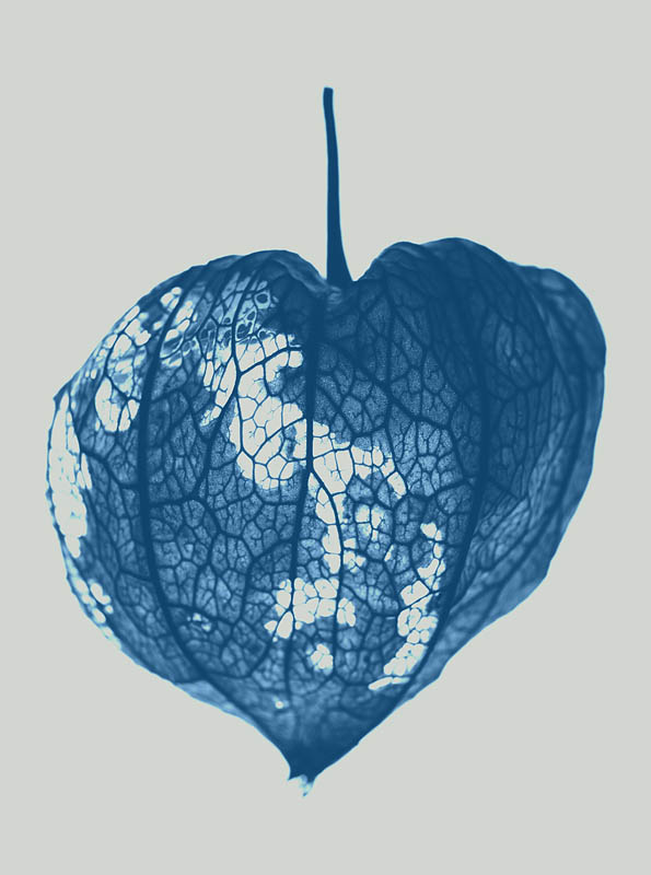 <b>透過光で撮影した写真をモノトーンにして、日光写真風に加工。</b>