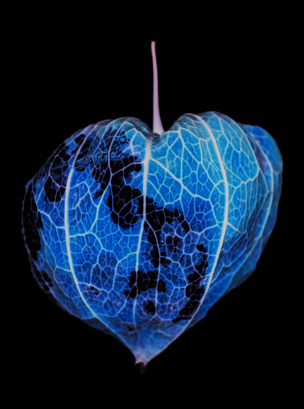 <b>同じ写真を反転させるとこんなイメージになる。明るいところは暗く、暗いところは明るく。オレンジ色のホオズキは補色の青に変わる。</b>