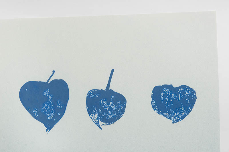 <b>コピアート紙の上にホオズキを載せ、屋外で陽の光に晒した。用紙は薄い黄色なのだが、アイロンで熱を加えると青い像が浮かび上がってくるのです。</b>