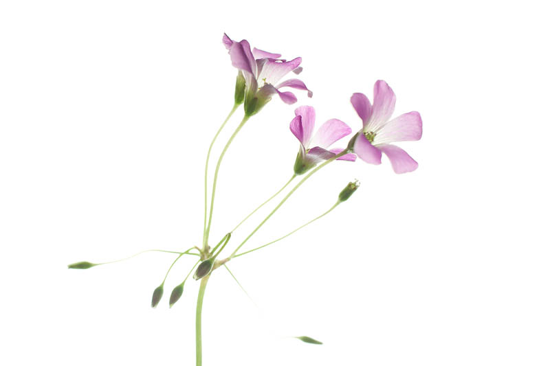 <b>窓際で撮り、バックを飛ばしたカタバミ。なんか絵みたいですよね。ニコンD700 / コシナULTRON 40mm F2+接写リング / マニュアル露出 / 1/10秒 / F8</b>