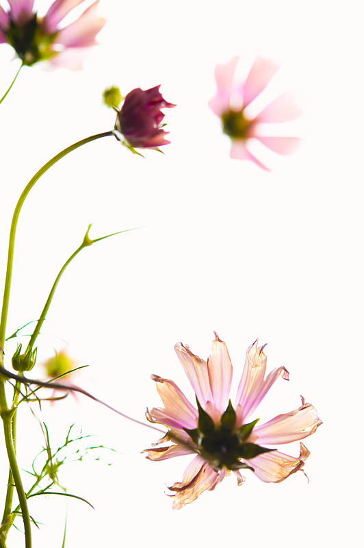 <b>コスモス。ニコンD700 / AF-S Micro NIKKOR 60mm F2.8 G ED / マニュアル露出 / 1/30秒 / F5.6</b>