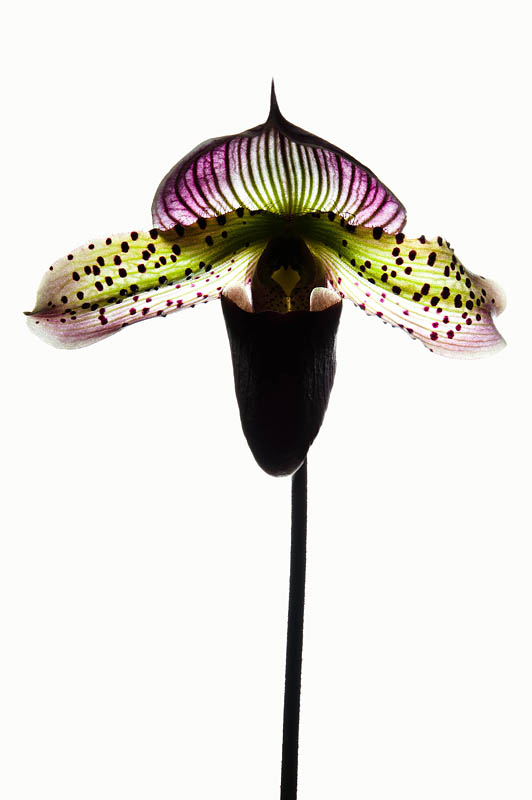 <b>パフィオペディラム。ニコンD700 / AF-S Micro NIKKOR 60mm F2.8 G ED / マニュアル露出 / 1/15秒 / F18</b>