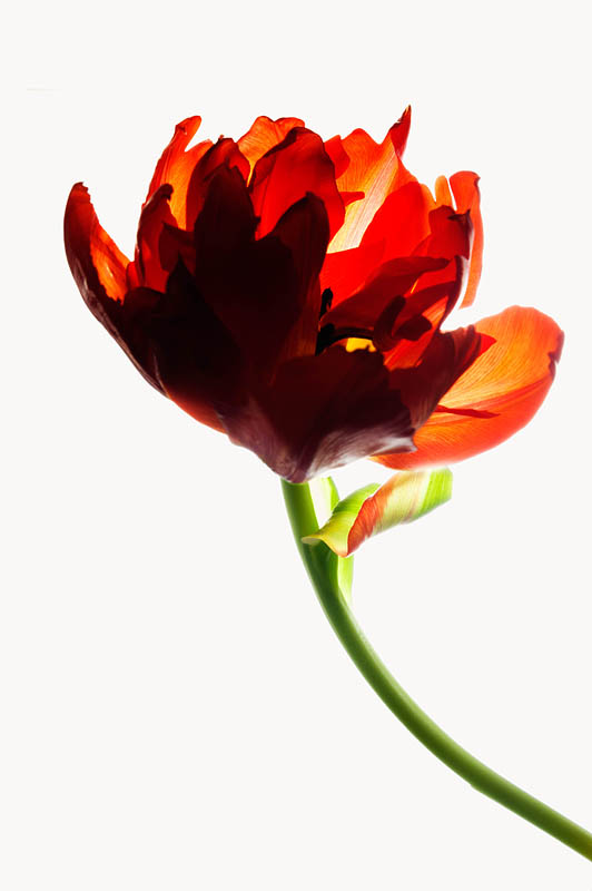 <b>チューリップっぽくないチューリップ。ニコンD700 / AF-S Micro NIKKOR 60mm F2.8 G ED / マニュアル露出 / 1/13秒 / F18</b>