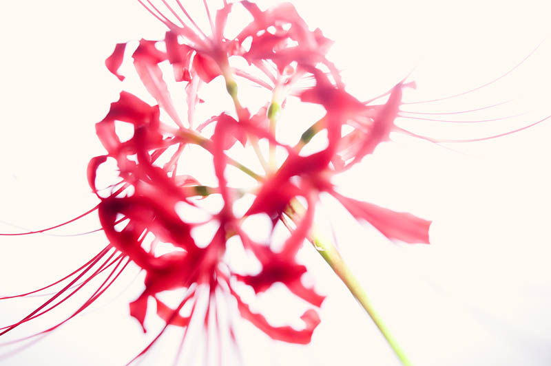 <b>彼岸花。ニコンD700 / コシナULTRON 40mm F2 / マニュアル露出 / 1/50秒 / F4</b>