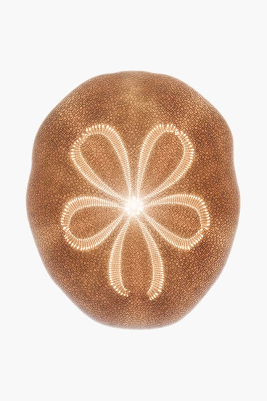 <b>ウニの一種スカシカシパン。植物以外でも透けるものであれば撮れるということ。ニコンD700 / AF-S Micro NIKKOR 60mm F2.8 G ED / マニュアル露出 / 1.6秒 / F11</b>