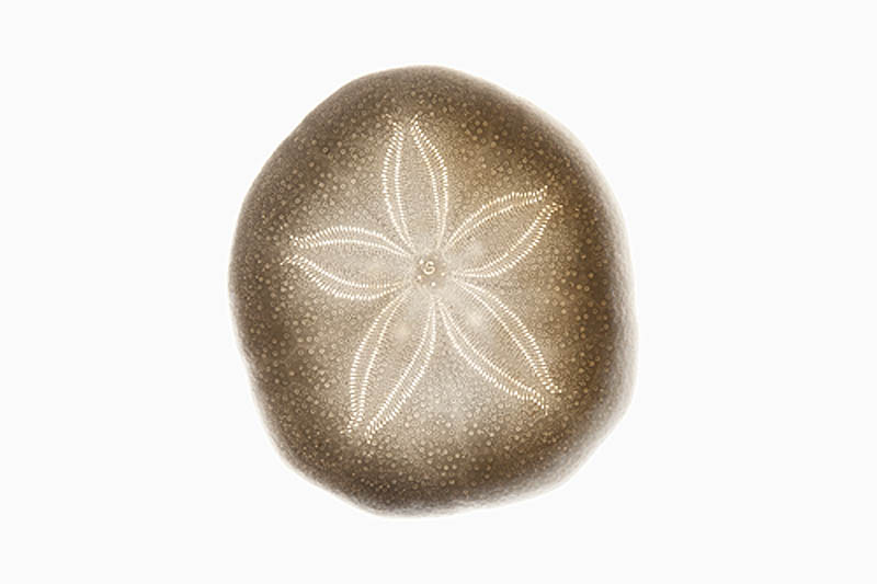 <b>ウニの一種。これはミニシービスケットという種類らしい。新島で買ってきた。ニコンD700 / AF-S Micro NIKKOR 60mm F2.8 G ED / マニュアル露出 / 1/5秒 / F11</b>