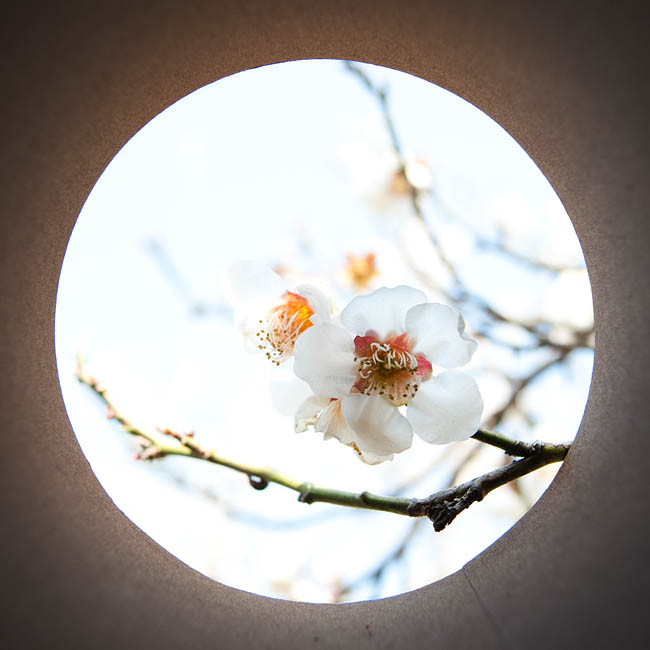 <b>梅の花。なんか和風でいいですね。最初に撮ったのが梅で良かった! ニコンD700 / コシナ カールツァイス ディスタゴン T* 2.8/25 / マニュアル露出 / 1/500秒 / F5.6</b>