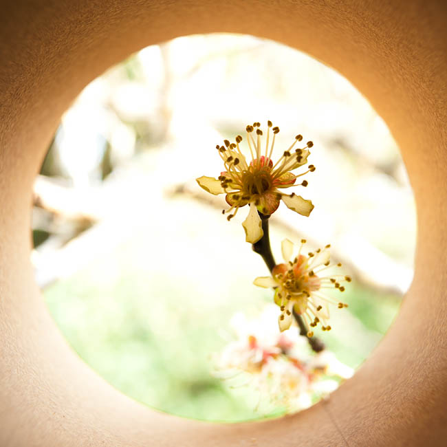 <b>梅の花。 ニコンD700 / コシナ カールツァイス ディスタゴン T* 2.8/25 / マニュアル露出 / 1/80秒 / F5.6</b>