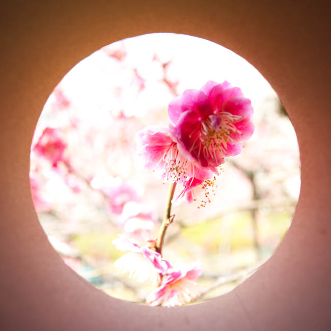 <b>梅の花。 ニコンD700 / コシナ カールツァイス ディスタゴン T* 2.8/25 / マニュアル露出 / 1/320秒 / F5.6</b>