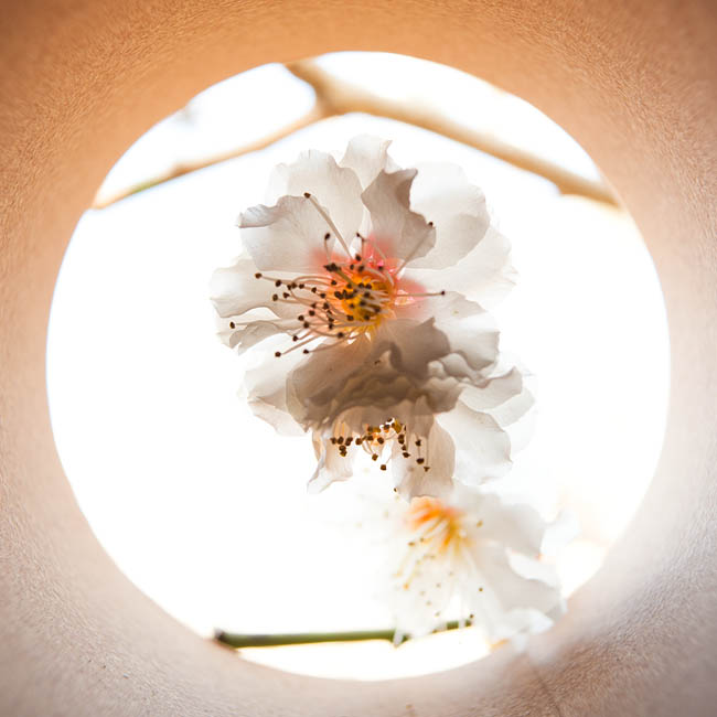 <b>梅の花。 ニコンD700 / コシナ カールツァイス ディスタゴン T* 2.8/25 / マニュアル露出 / 1/160秒 / F5.6</b>