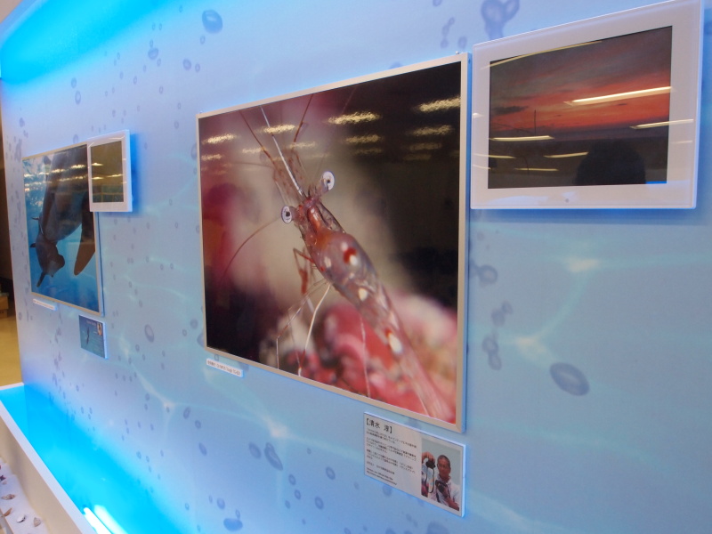 <b>展示作例の中には、清水淳氏がTG-820で撮影したものもあった</b>