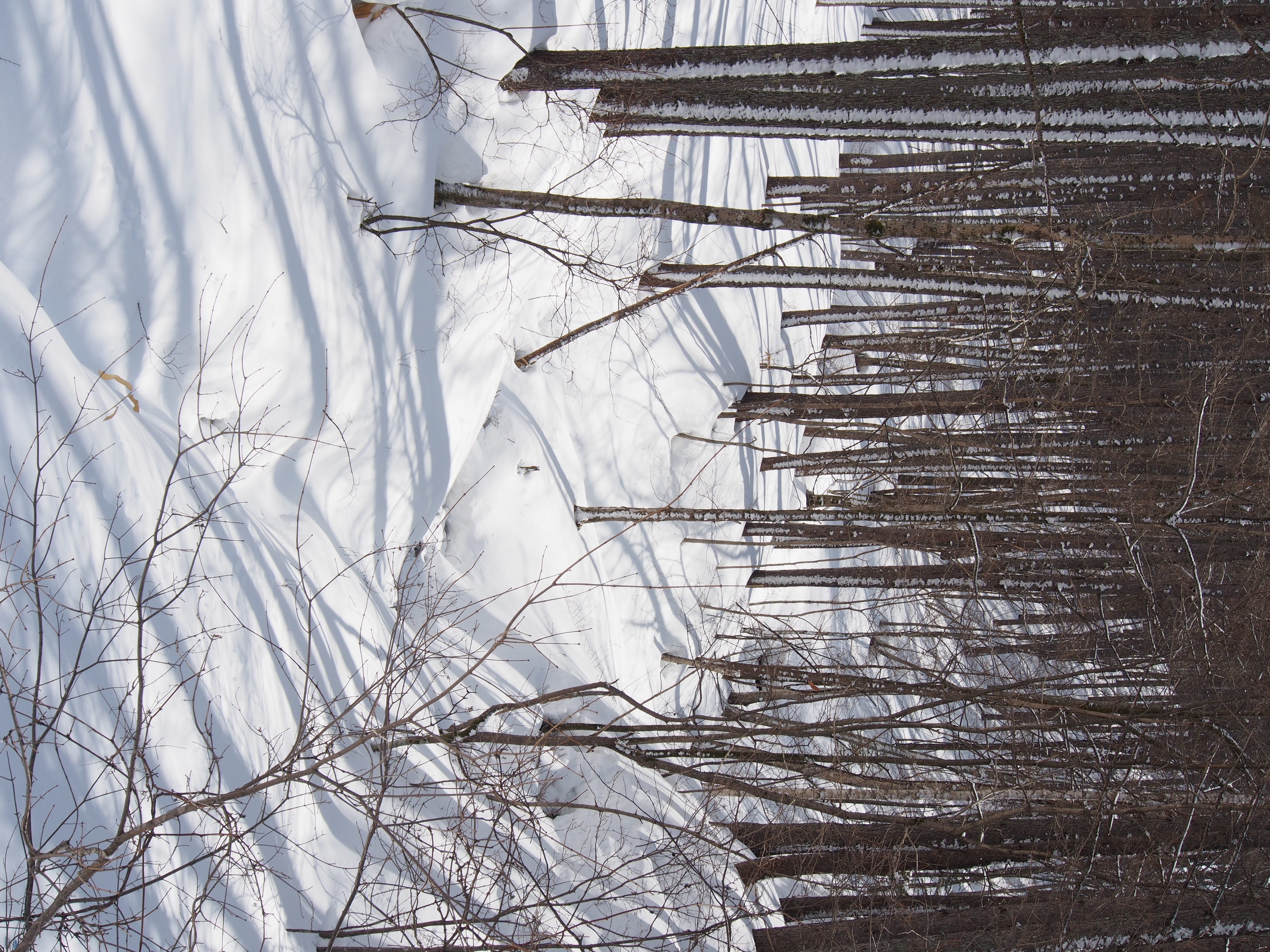 <b>E-M5 / M.ZUIKO DIGITAL ED 12-50mm F3.5-6.3 EZ11.1MB / 3,456×4,608 / 1/500秒 / F8 / +1.0EV / ISO200 / WB:オート / 30mm</b>