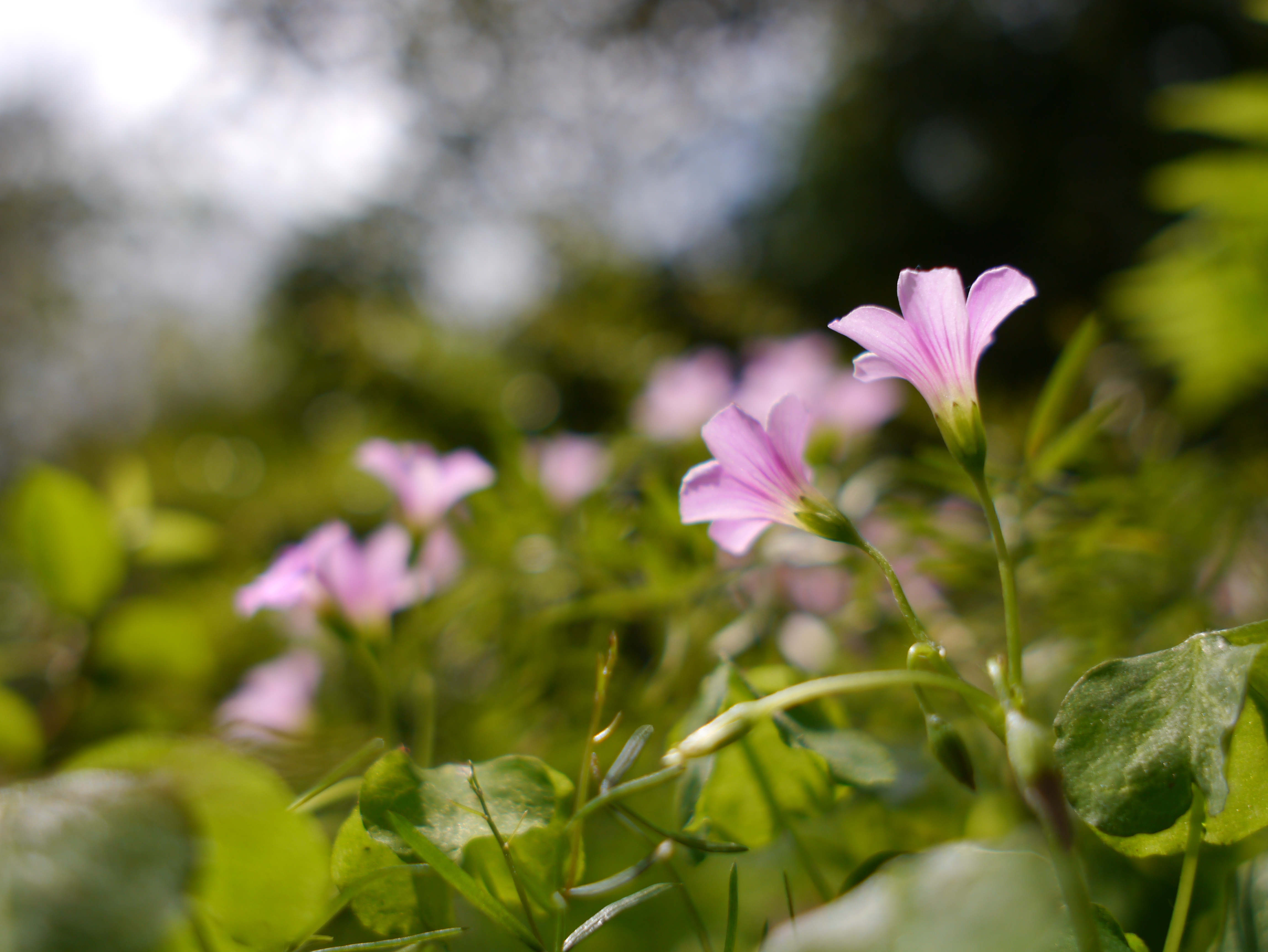<b>DMC-GX1 / SIGMA 19mm F2.8 EX DN / 約5.8MB / 4,592×3,448 / 1/2,000秒 / F3.2 / 0.0EV / ISO160 / WB:オート</b>