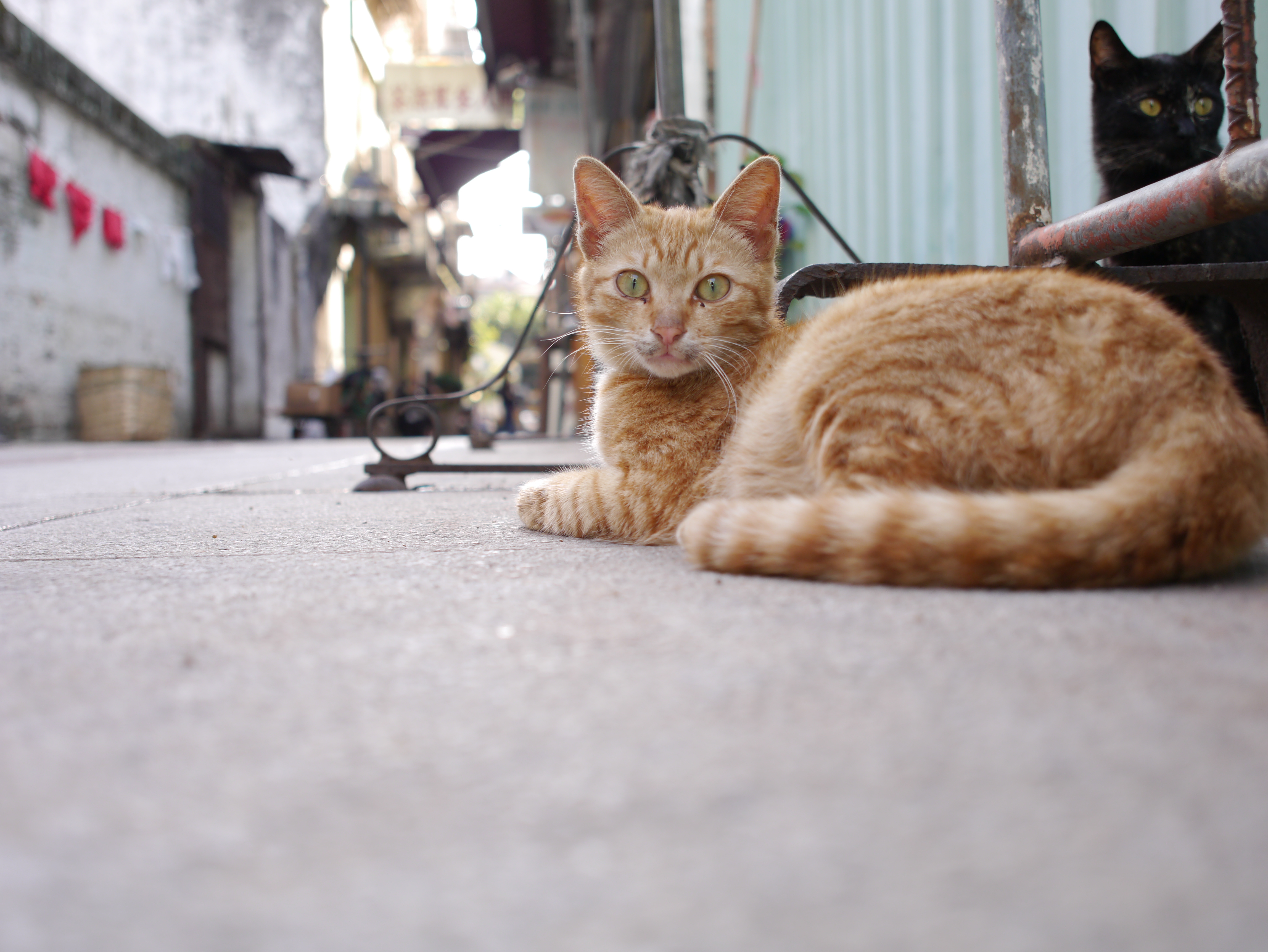 <b>DMC-GX1 / SIGMA 19mm F2.8 EX DN / 約5.2MB / 4,592×3,448 / 1/200秒 / F2.8 / +1.3EV / ISO160 / WB:曇り</b>