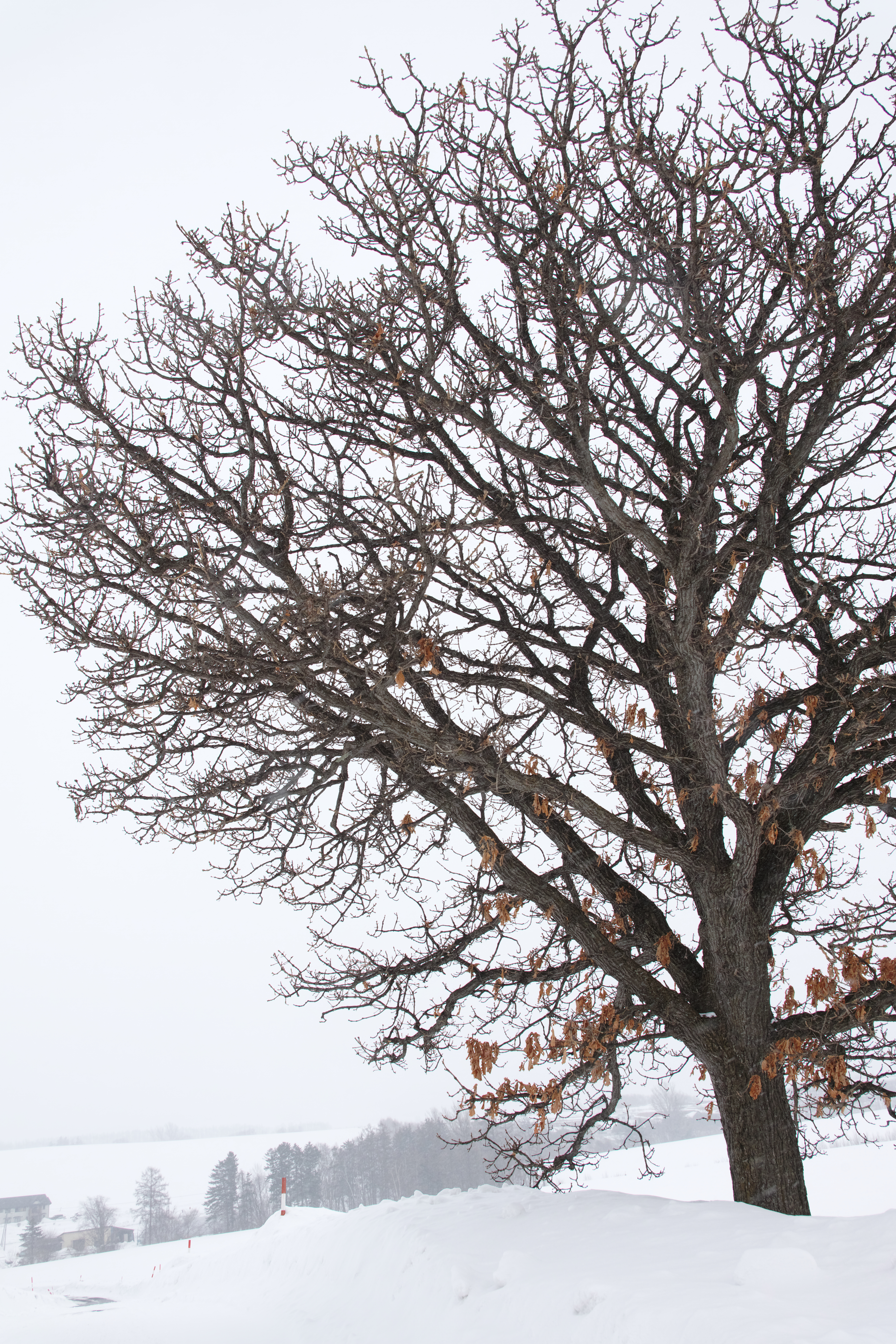 <b>夏にはパッチワークの丘として色とりどりの花で埋め尽くされる美瑛の丘も冬期は白一色に染まる。ところどころにポツリと立つ木々は雪に閉ざされた丘の道標となる。SD1 Merrill / 17-50mm F2.8 EX DC OS HSM / 約16.1MB / 3,136×4,704 / 1/320秒 / F8 / 0.0EV / ISO100 / 21mm</b>