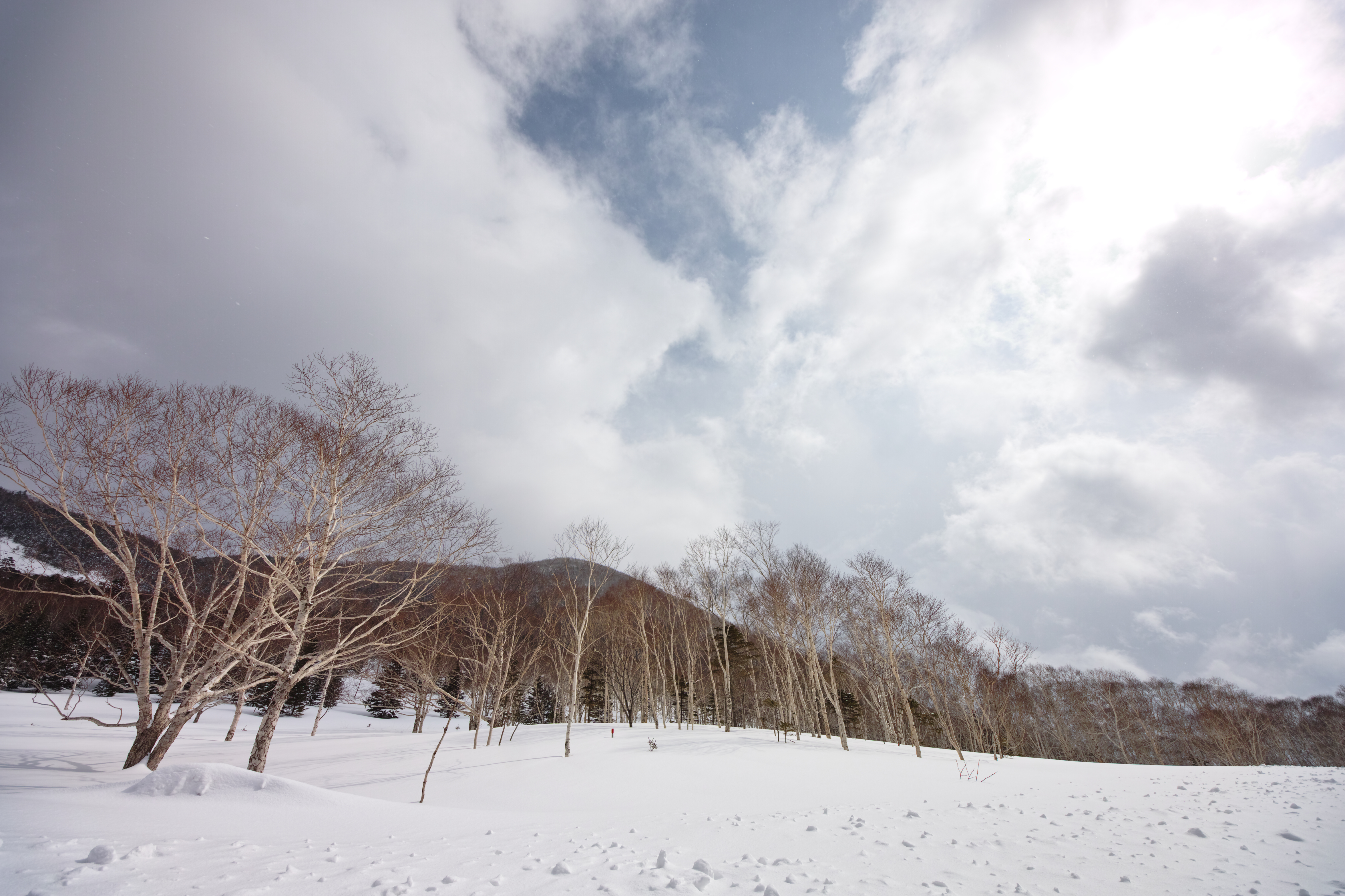 <b>大雪山国立公園内の道路沿いにひろがる雪原。雪の下には夏に生い茂っていた笹が埋まり雪解けを待ち続ける。雪原にのびるダケカンバの木々。SD1 Merrill / 8-16mm F4.5-5.6 DC HSM / 約8.4MB / 4,704×3,136 / 1/500秒 / F8 / +1.3EV（現像時-0.5、X3 Fill Light+0.2） / ISO100 / 8mm</b>