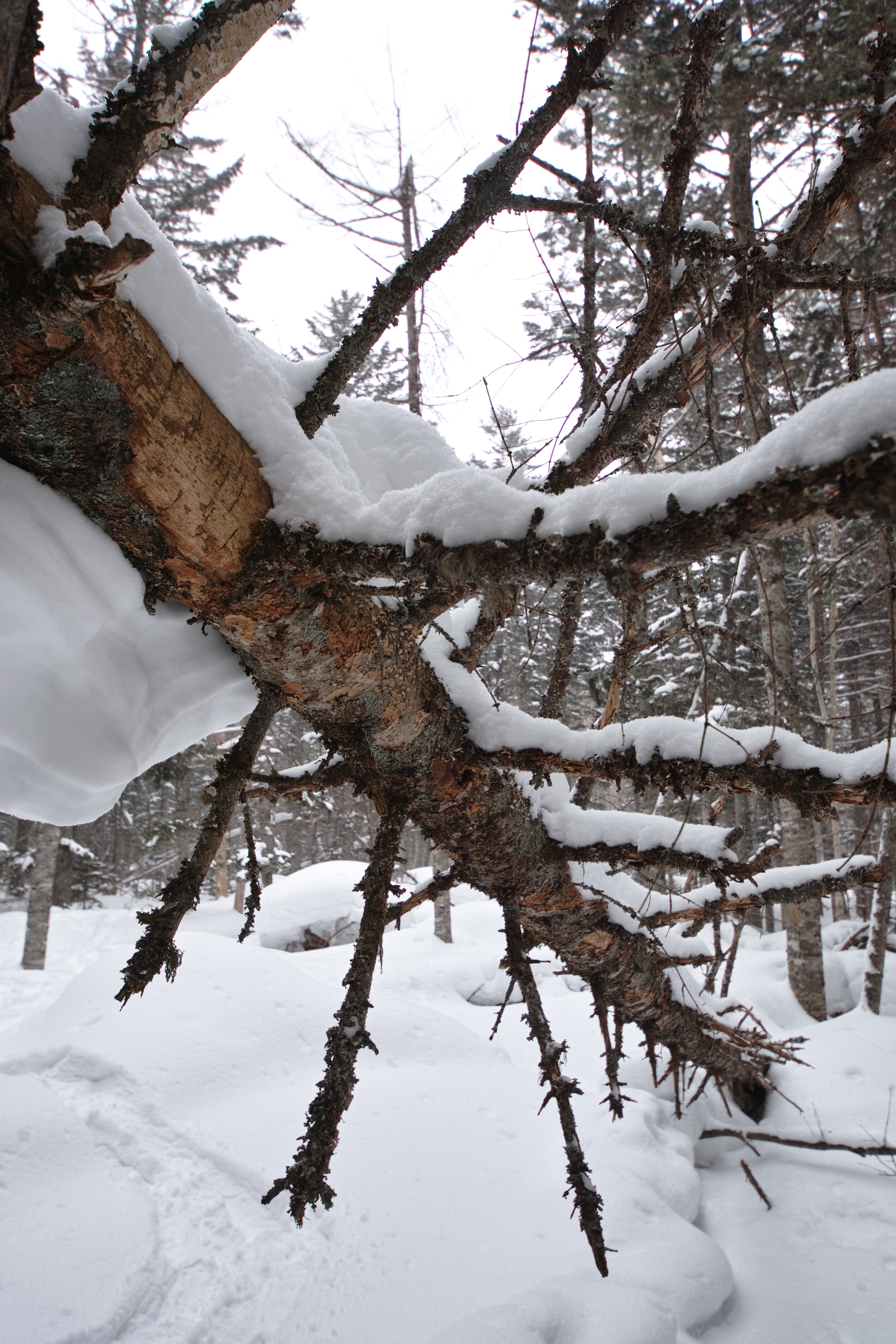<b>山のなかの雪深い森にスノーシューを履いて分け入る。雪の重みに耐えきれずに倒れた木々が厳冬期の厳しさを伝える。雪を踏みしめる歩みを止めると、聞こえてくるのは風の音と自らの荒い息づかいのみ。SD1 Merrill / 8-16mm F4.5-5.6 DC HSM / 約10.2MB / 3,136×4,704 / 1/40秒 / F5.6 / 0.0EV（現像時X3 Fill Light+0.3） / ISO100 / 16mm</b>