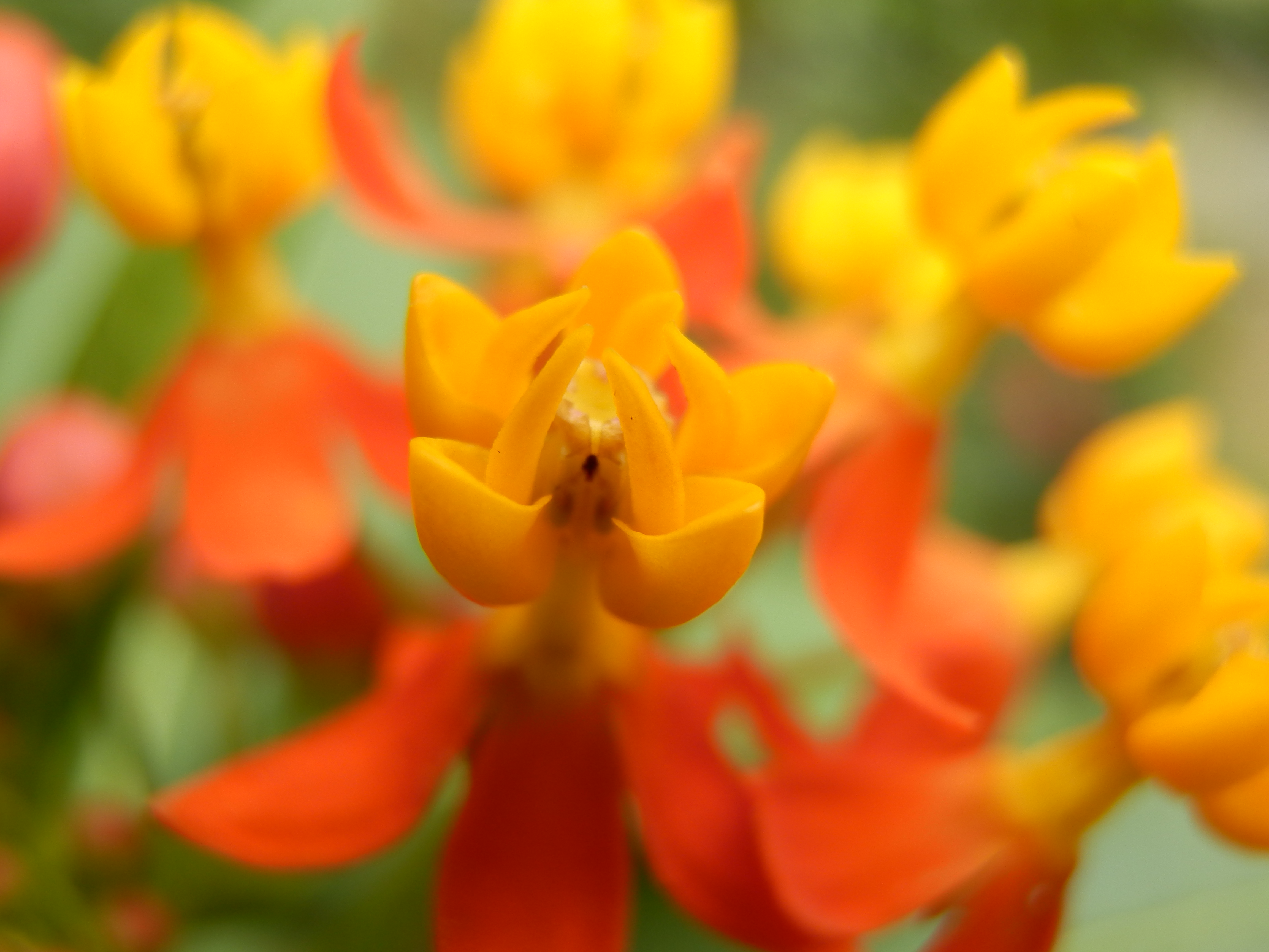 <b>スーパーマクロ / SH-25MR / 約5.0MB / 4,608×3,456 / 1/60秒 / F4 / 0.0EV / ISO80 / WB:オート / 7.4mm</b>