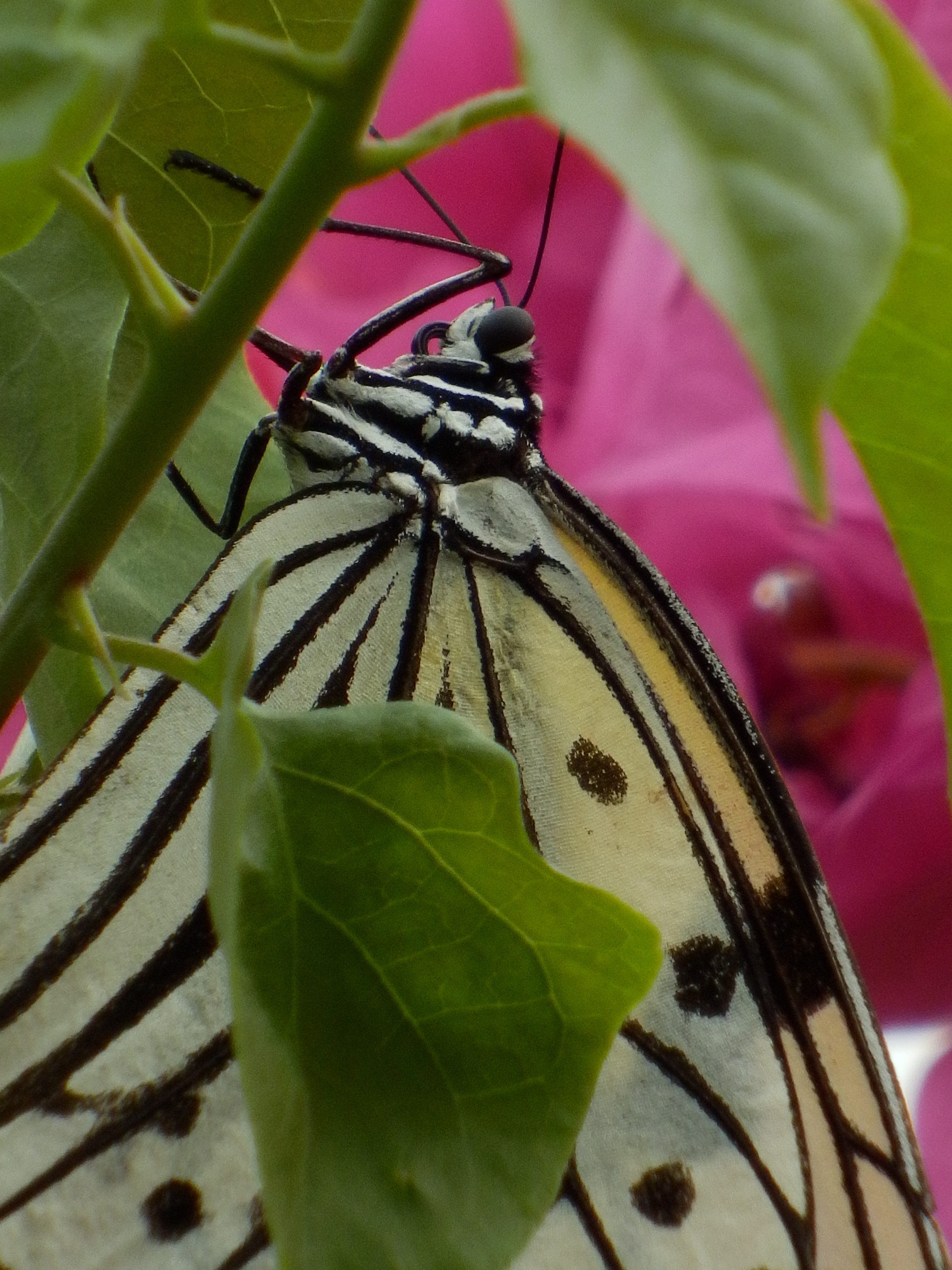 <b>マクロ（超解像ズーム使用） / SH-25MR / 約5.4MB / 3,456×4,608 / 1/320秒 / F5.9 / 0.0EV / ISO200 / WB:オート / 52.5mm</b>