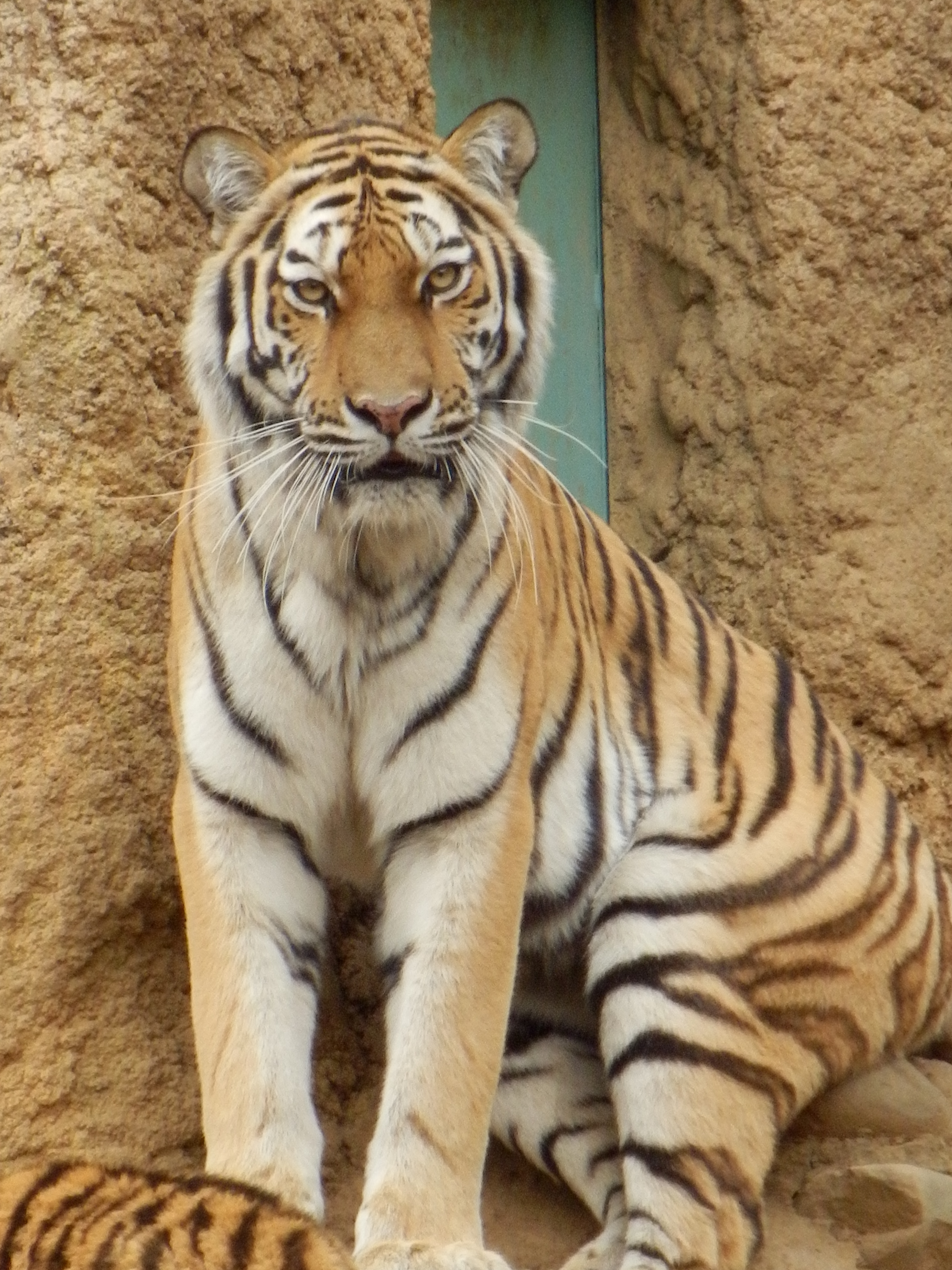 <b>超解像ズーム使用 / SH-25MR / 約5.6MB / 3,456×4,608 / 1/125秒 / F5.9 / 0.0EV / ISO400 / WB:晴天 / 52.5mm</b>