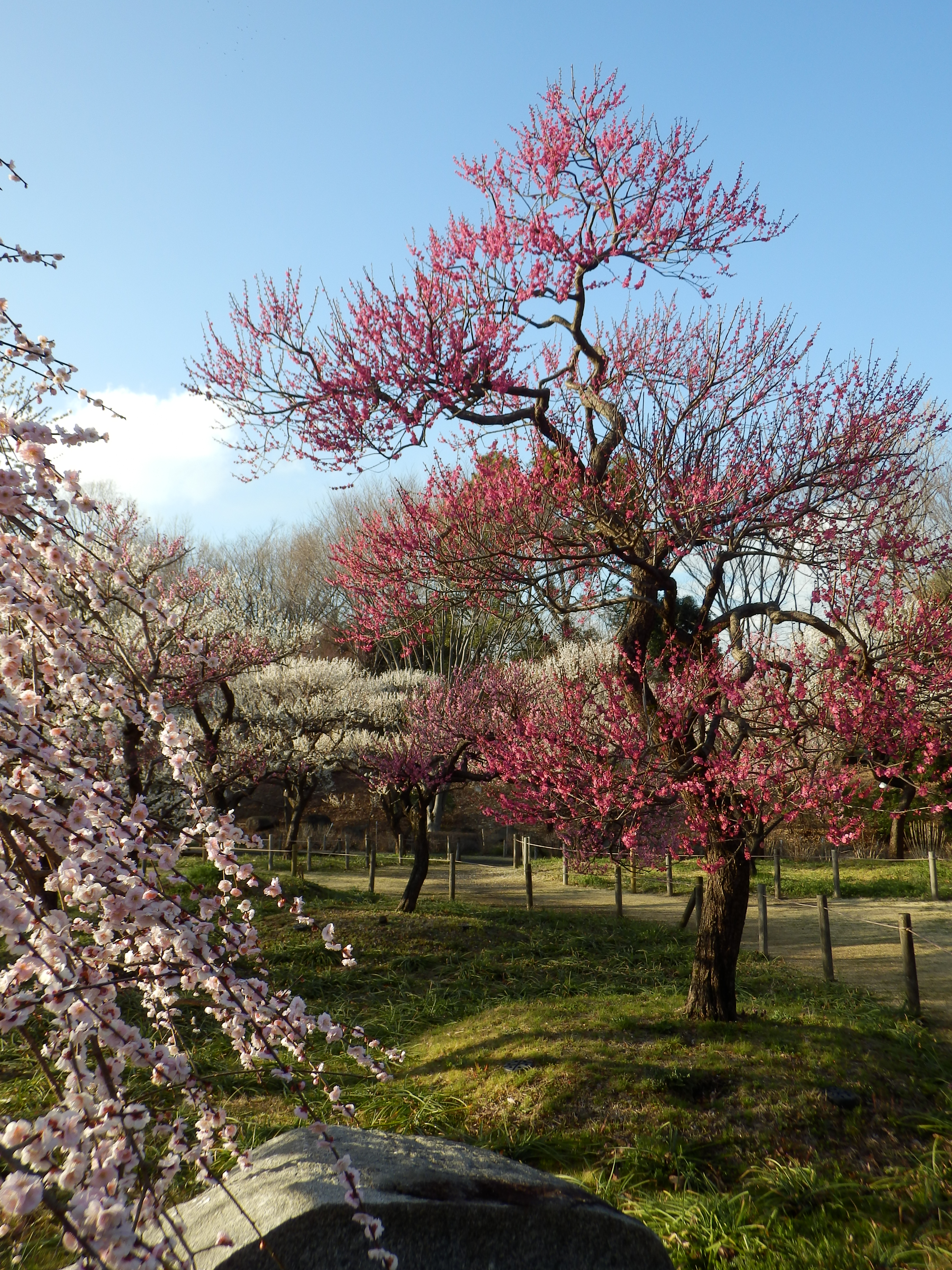 <b>SH-25MR / 約7.0MB / 3,456×4,608 / 1/320秒 / F3.7 / 0.0EV / ISO80 / WB:オート / 5.9mm</b>