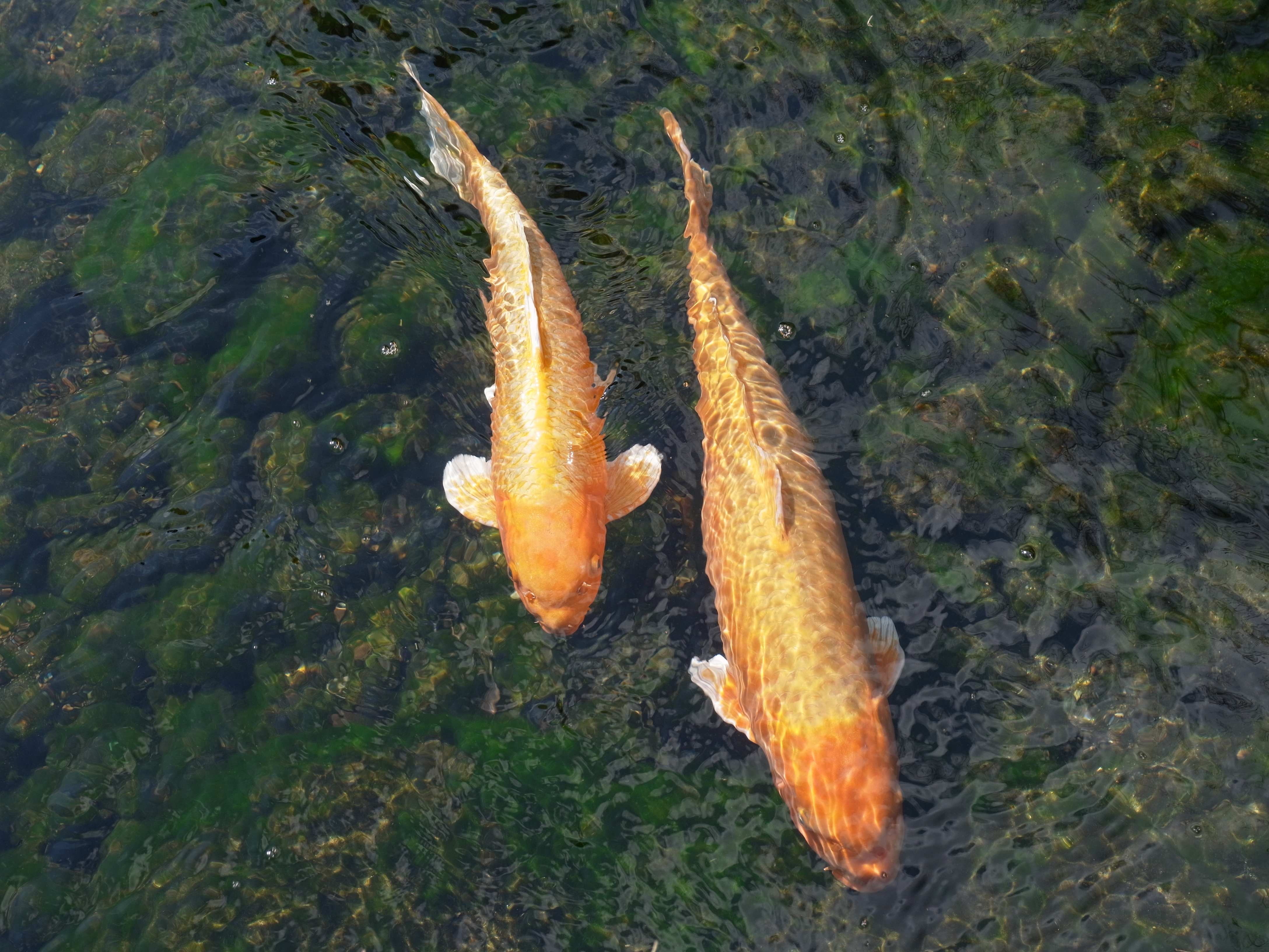 <b>GXR A16 / 約5.1MB / 4,352×3,264 / 1/250秒 / F7.8 / -0.6EV / ISO200 / 50.2mm</b>