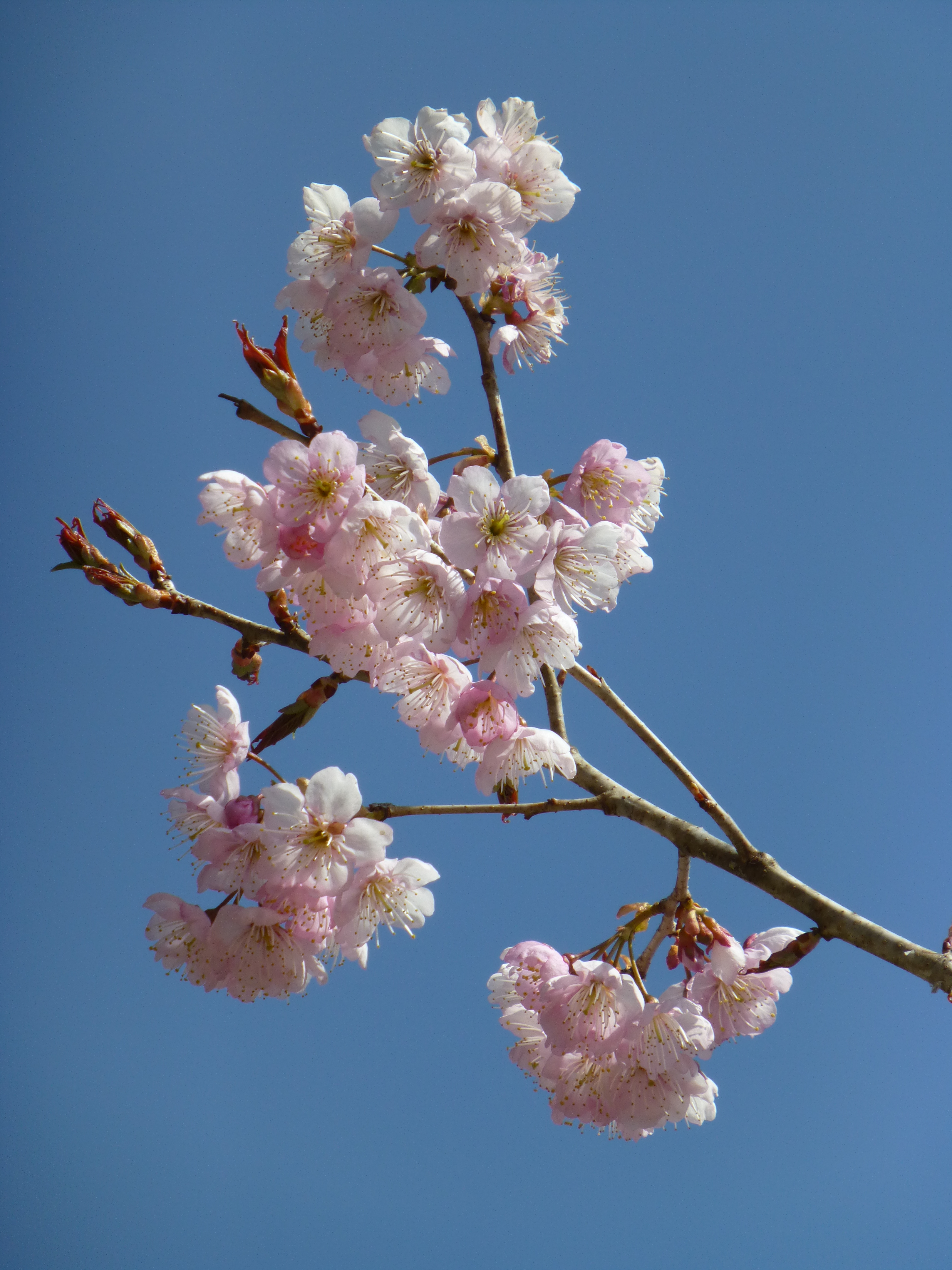 <b>DMC-TZ30 / 約4.7MB / 3,240×4,320 / 1/500秒 / F5.7 / 0.0EV / ISO100 / WB:オート / 44.4mm</b>