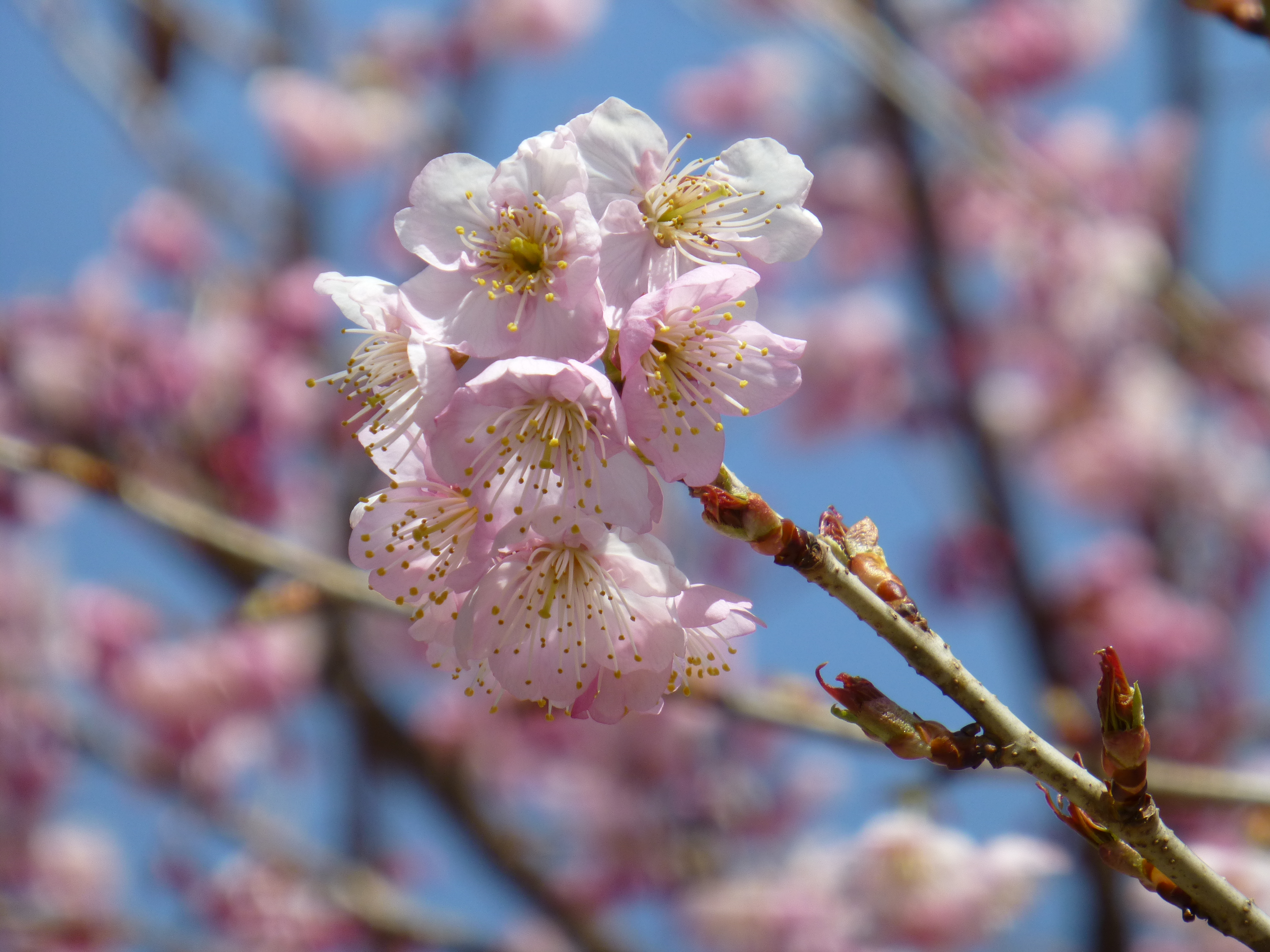 <b>DMC-TZ30 / 約5.4MB / 4,320×3,240 / 1/400秒 / F5.9 / 0.0EV / ISO100 / WB:オート / 68.9mm</b>