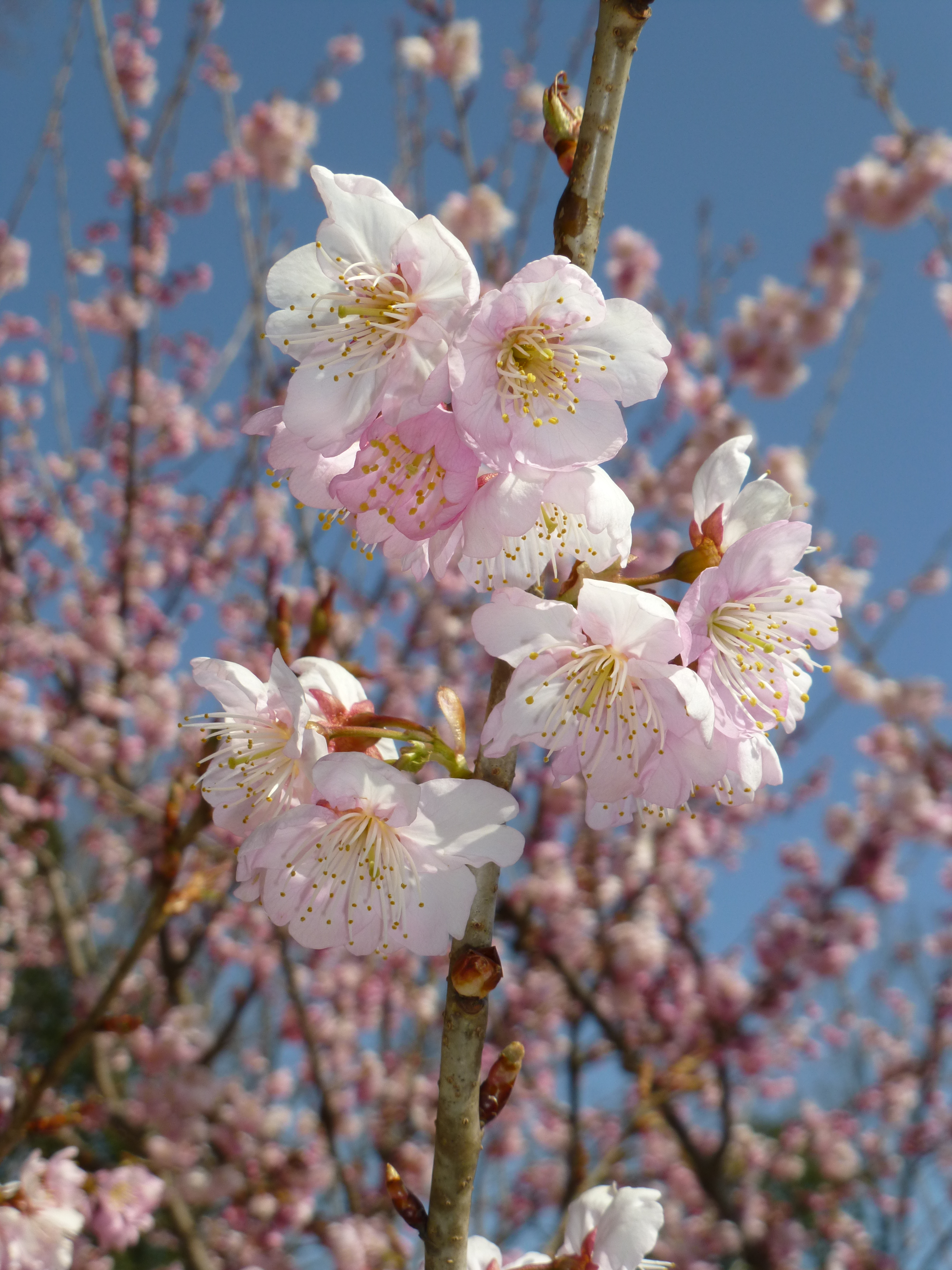 <b>DMC-TZ30 / 約4.7MB / 3,240×4,320 / 1/800秒 / F4.8 / -0.3EV / ISO100 / WB:ストロボ / 11mm</b>