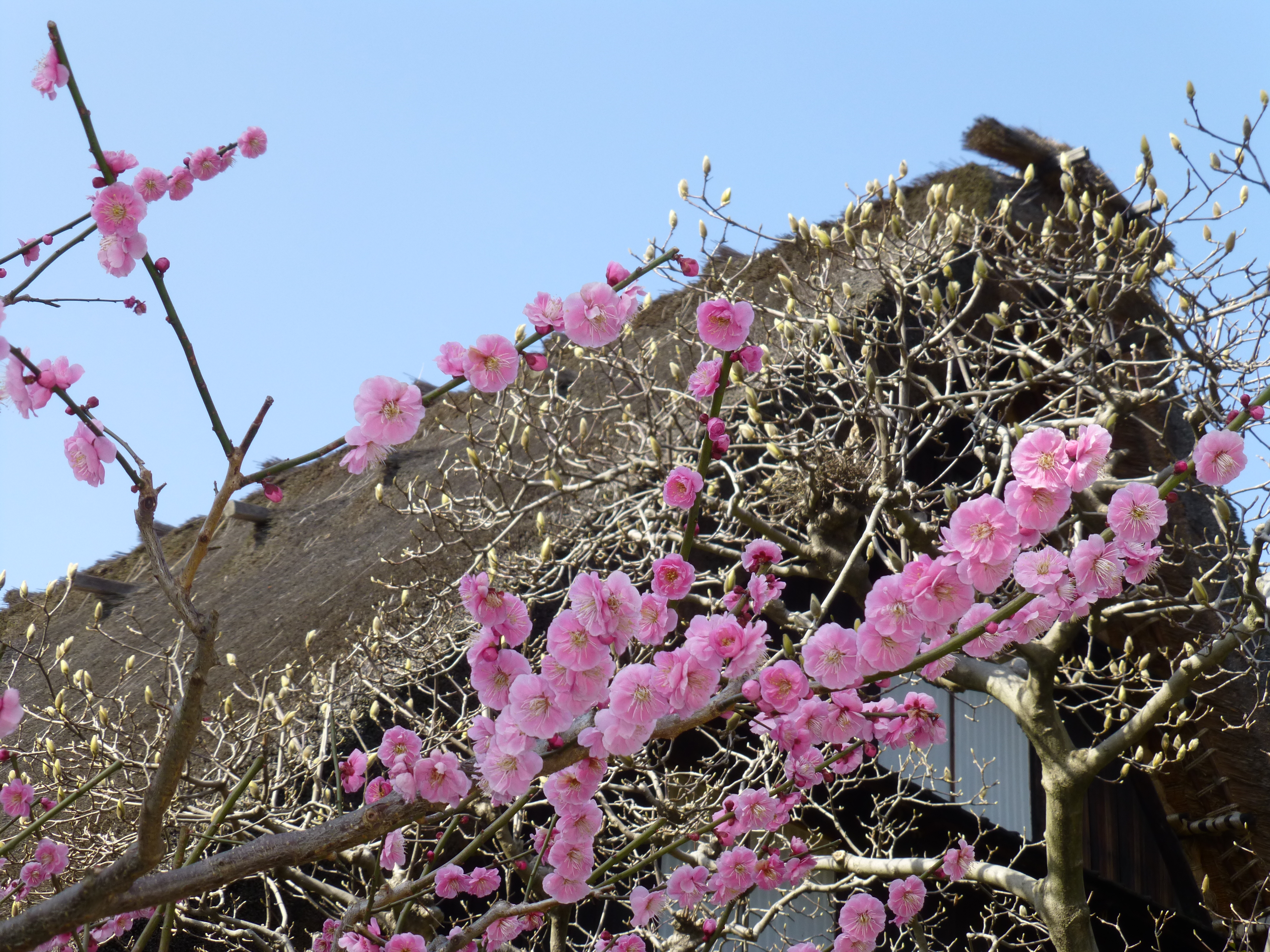 <b>DMC-TZ30 / 約5.6MB / 4,320×3,240 / 1/200秒 / F5 / -0.3EV / ISO100 / WB:ストロボ / 12.5mm</b>