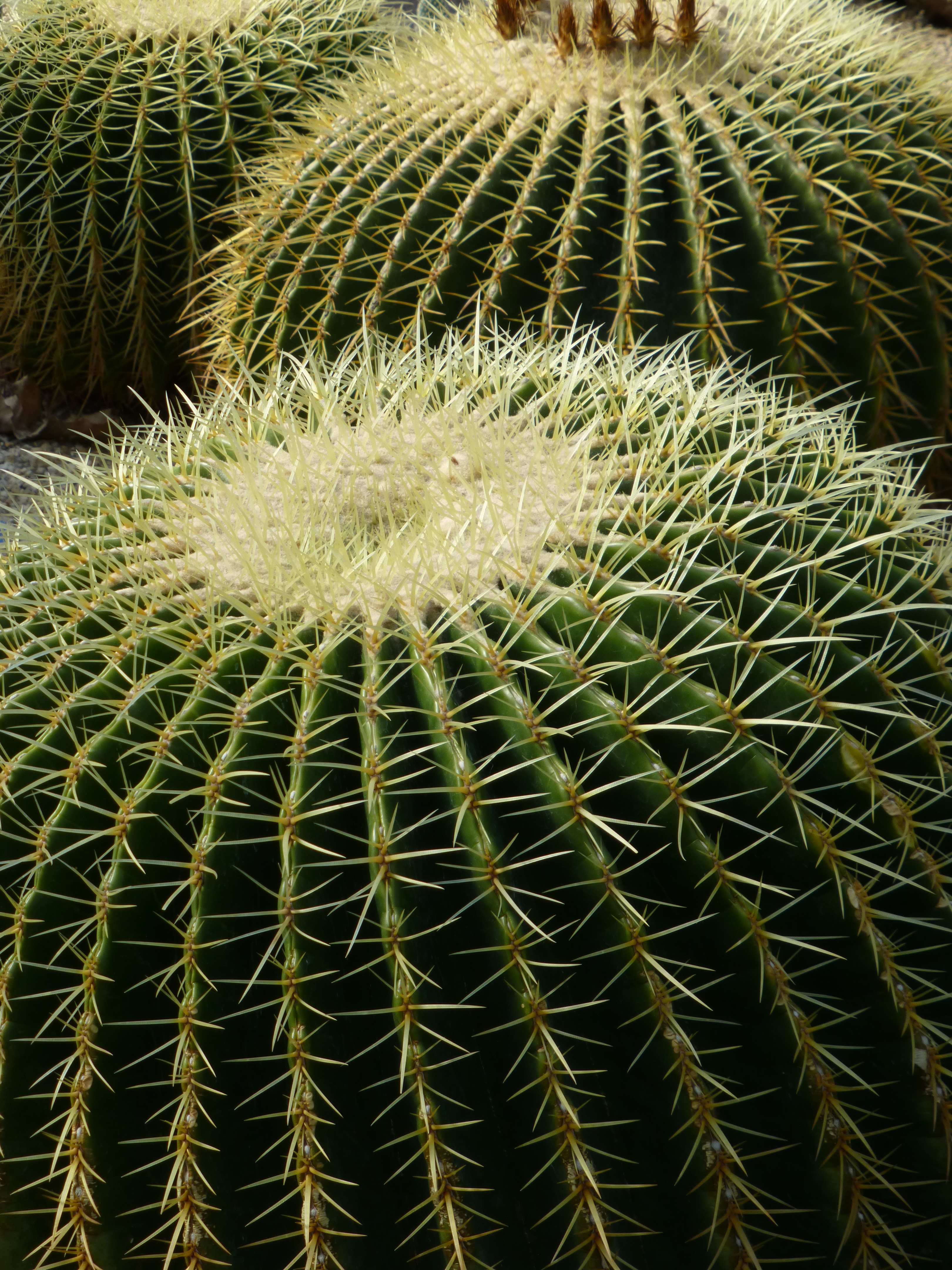 <b>DMC-TZ30 / 約5.1MB / 3,240×4,320 / 1/125秒 / F5.3 / -0.7EV / ISO100 / WB:オート / 19.4mm</b>