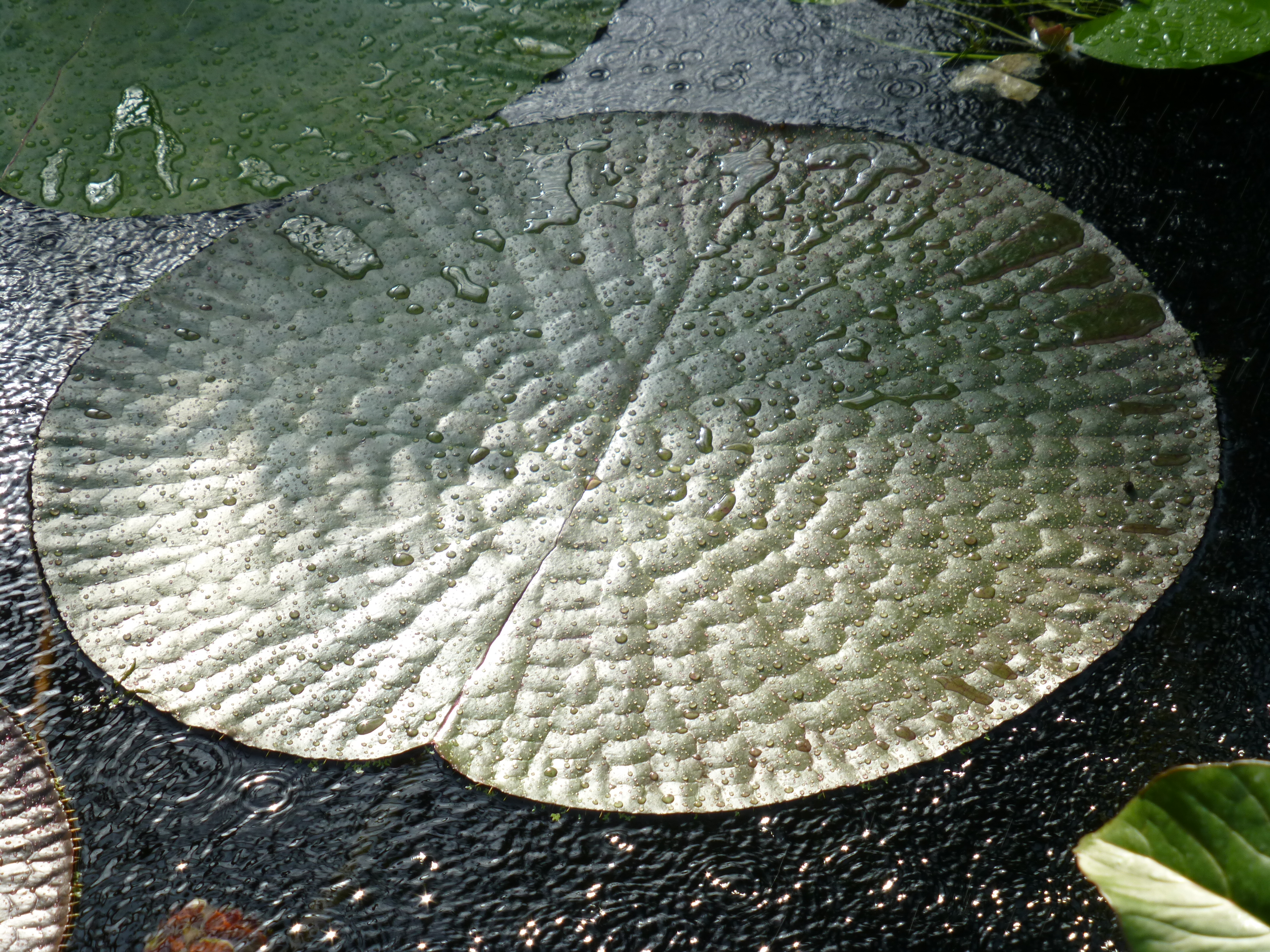 <b>DMC-TZ30 / 約5.2MB / 4,320×3,240 / 1/160秒 / F5.3 / +0.3EV / ISO100 / WB:オート / 19.4mm</b>