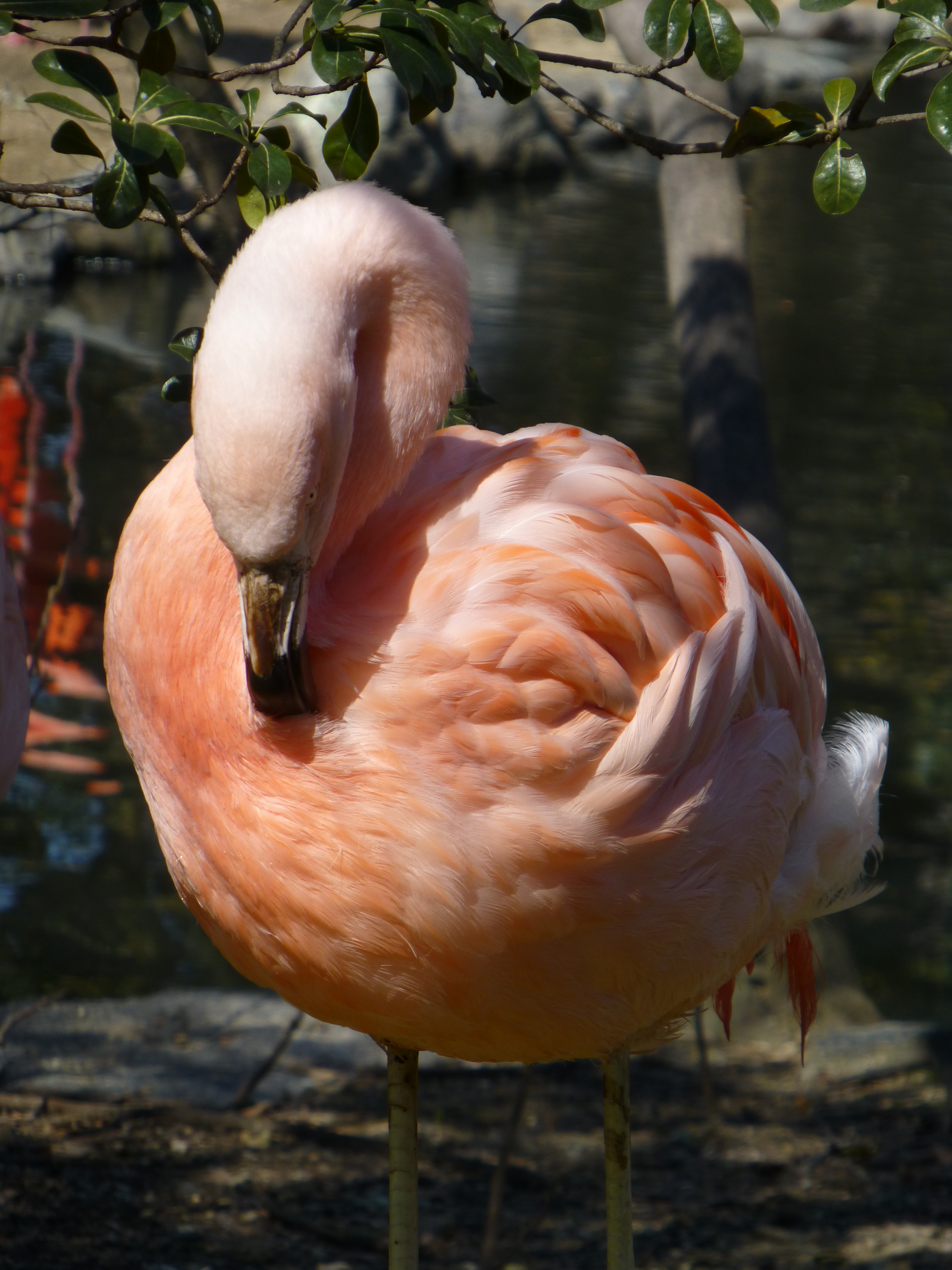 <b>DMC-TZ30 / 約4.7MB / 3,240×4,320 / 1/400秒 / F5.9 / -0.3EV / ISO100 / WB:オート / 60mm</b>