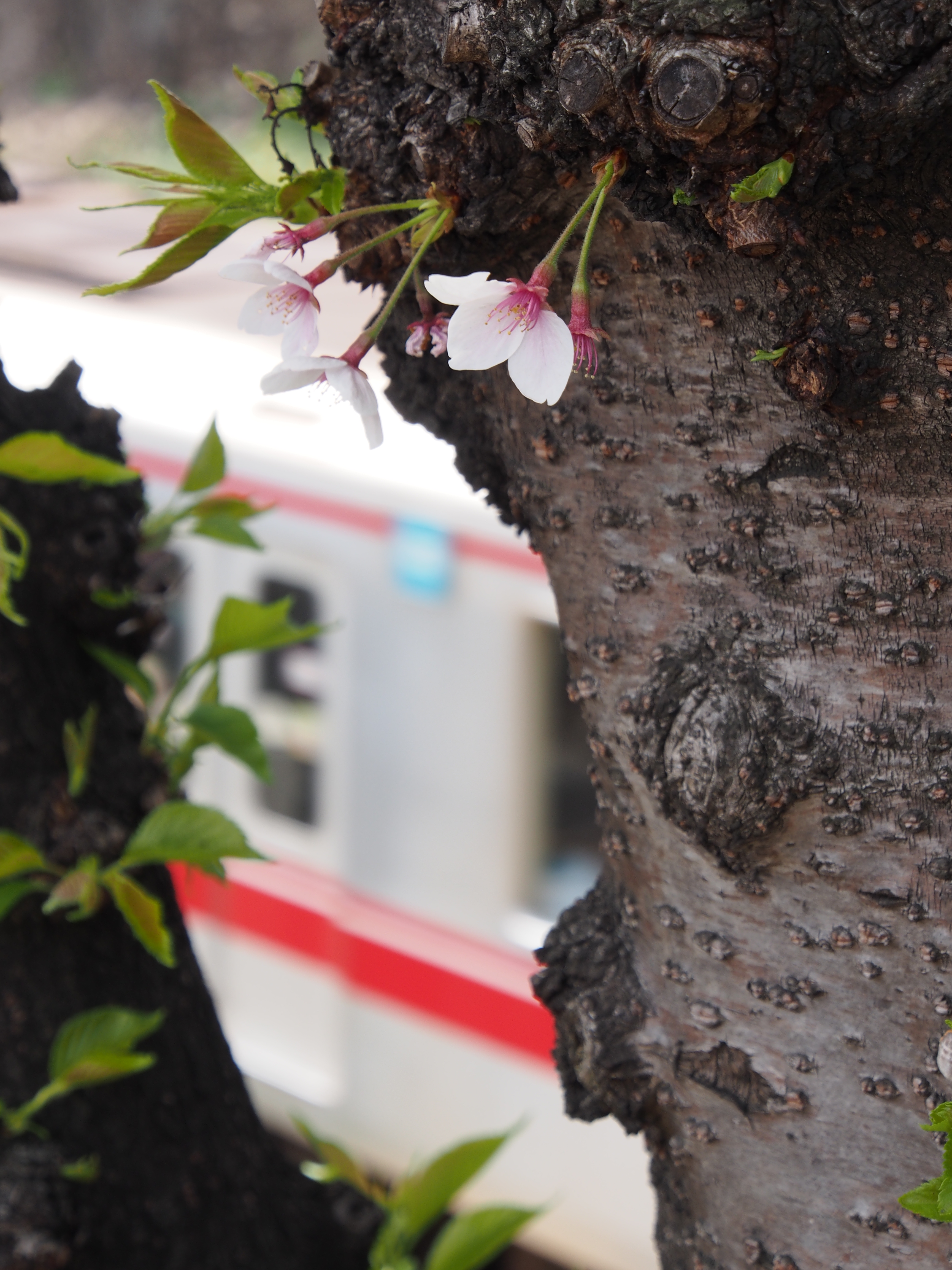 <b>E-M5 / M.ZUIKO DIGITAL ED 12-50mm F3.5-6.3 EZ / 約7.4MB / 3,456×4,608 / 1/100秒 / F8 / -0.3EV / ISO200 / WB:オート / 50mm</b>