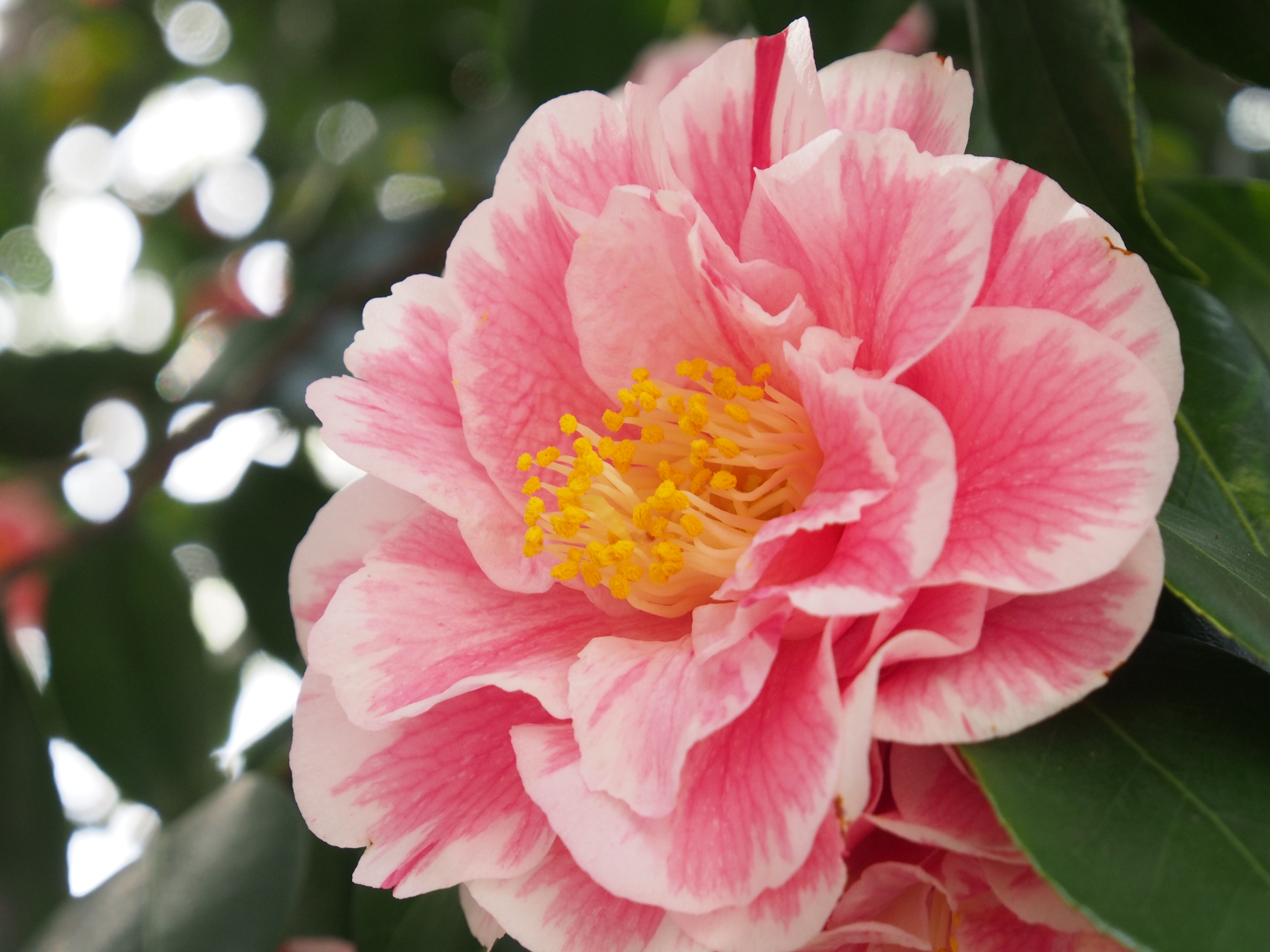 <b>E-M5 / M.ZUIKO DIGITAL ED 12-50mm F3.5-6.3 EZ / 約7.5MB / 4,608×3,456 / 1/100秒 / F8 / +1.0EV / ISO1000 / WB:オート / 50mm</b>