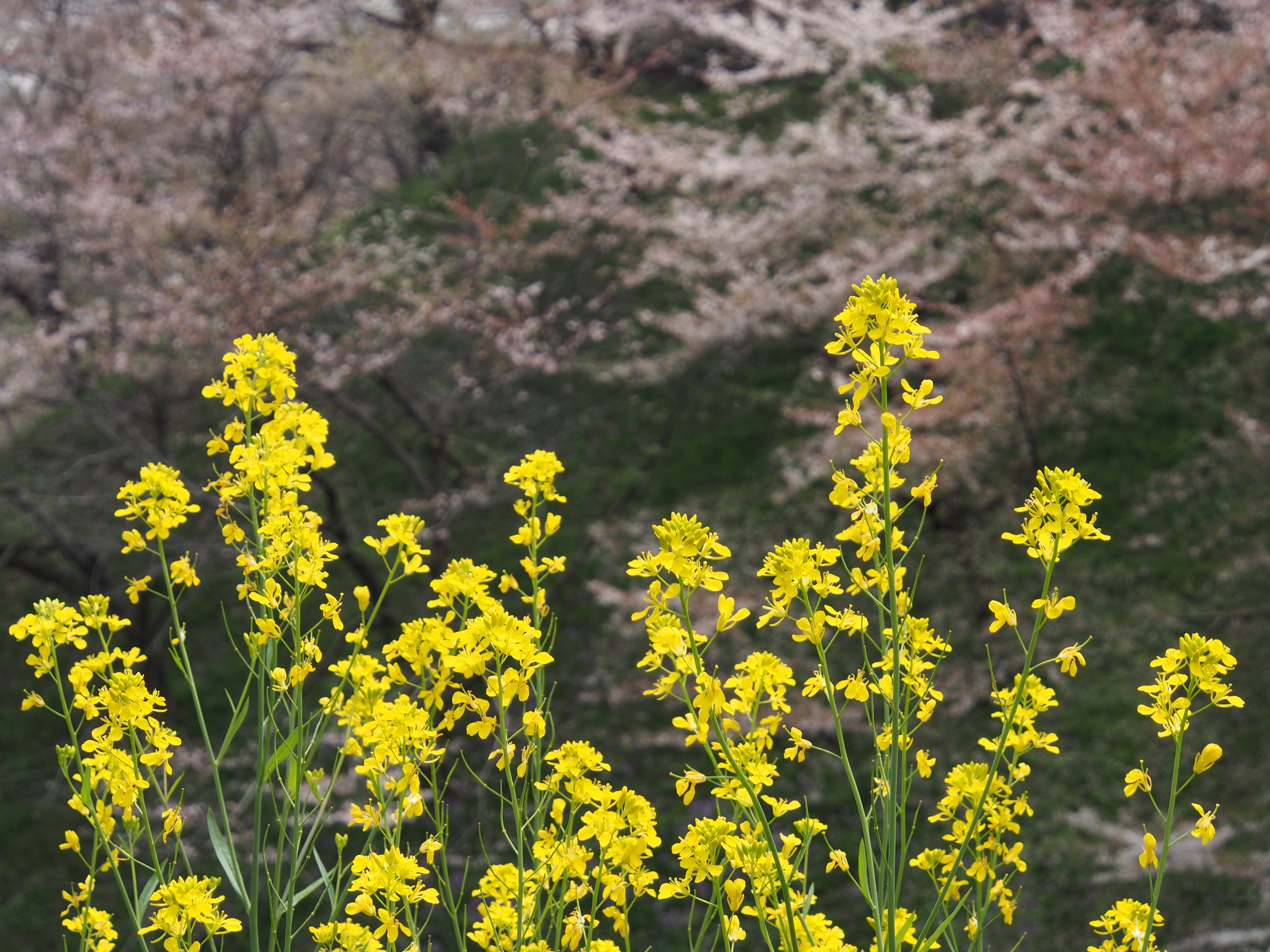 <b>E-M5 / M.ZUIKO DIGITAL ED 12-50mm F3.5-6.3 EZ / 約7.6MB / 4,608×3,456 / 1/200秒 / F9 / 0.0EV / ISO200 / WB:オート / 50mm</b>