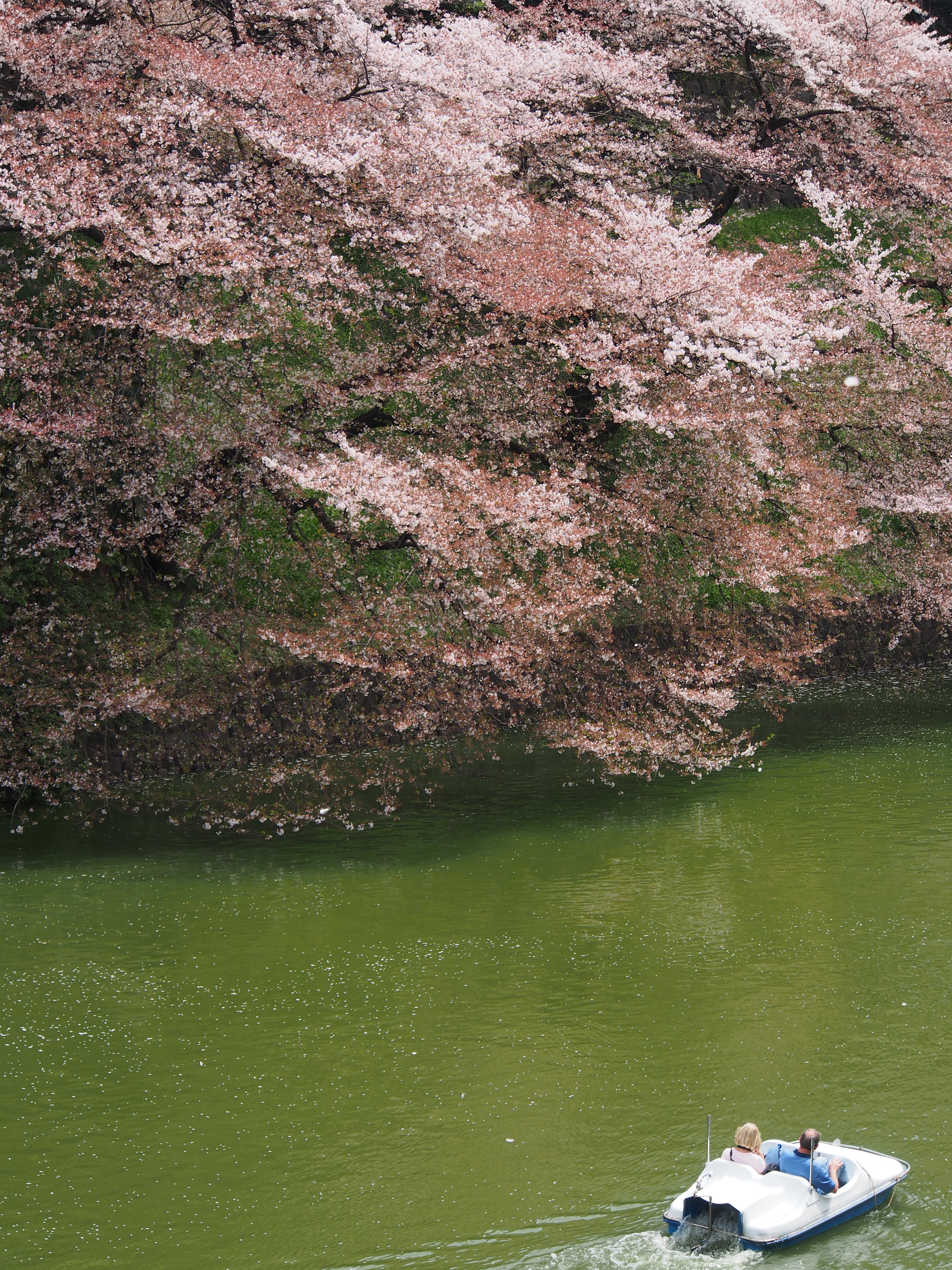 <b>E-M5 / M.ZUIKO DIGITAL ED 12-50mm F3.5-6.3 EZ / 約7.0MB / 3,456×4,608 / 1/320秒 / F8 / -0.3EV / ISO200 / WB:オート / 48mm</b>