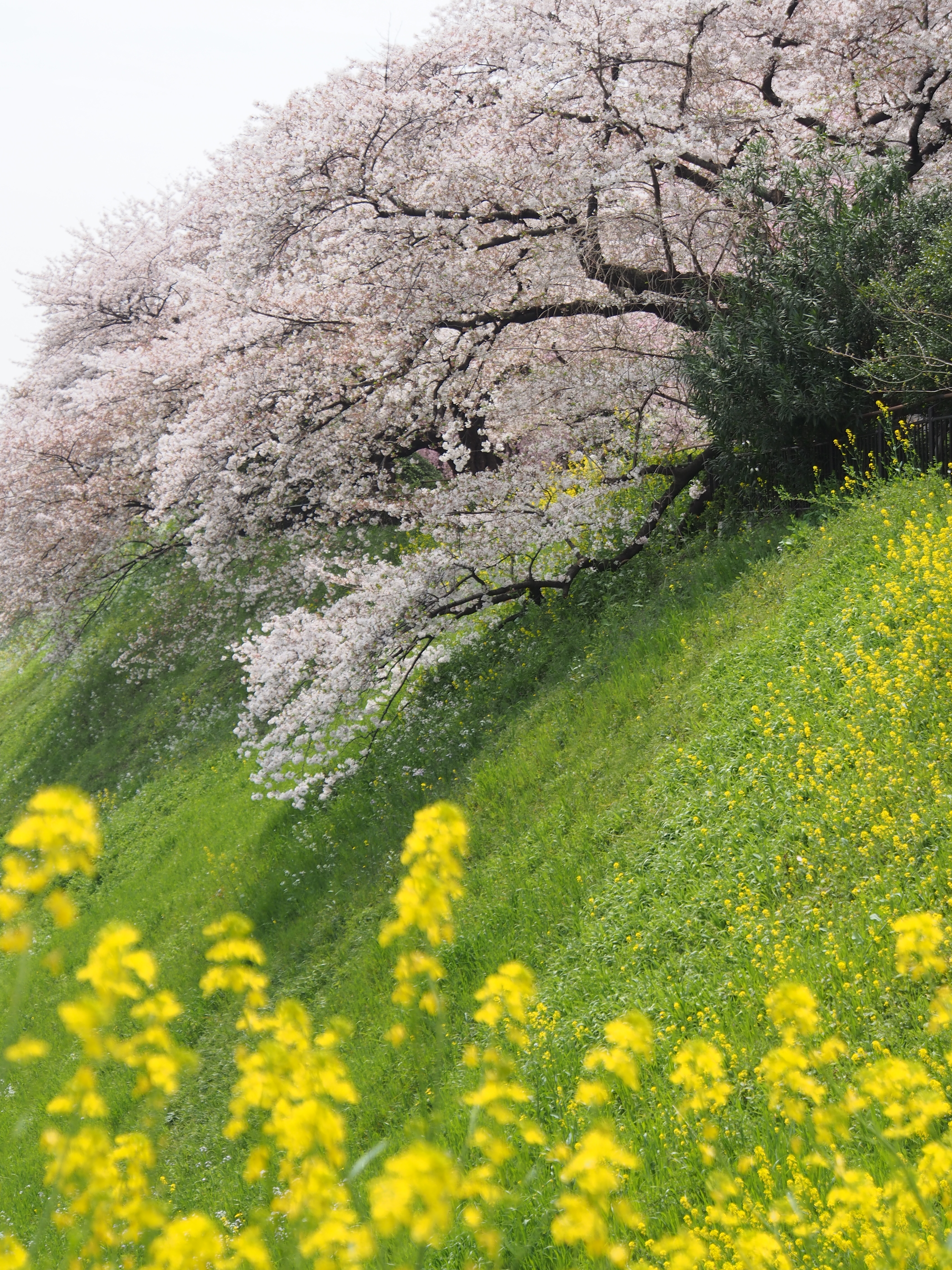 <b>E-M5 / M.ZUIKO DIGITAL ED 12-50mm F3.5-6.3 EZ / 約7.4MB / 3,456×4,608 / 1/400秒 / F6.3 / +0.3EV / ISO200 / WB:オート / 50mm</b>