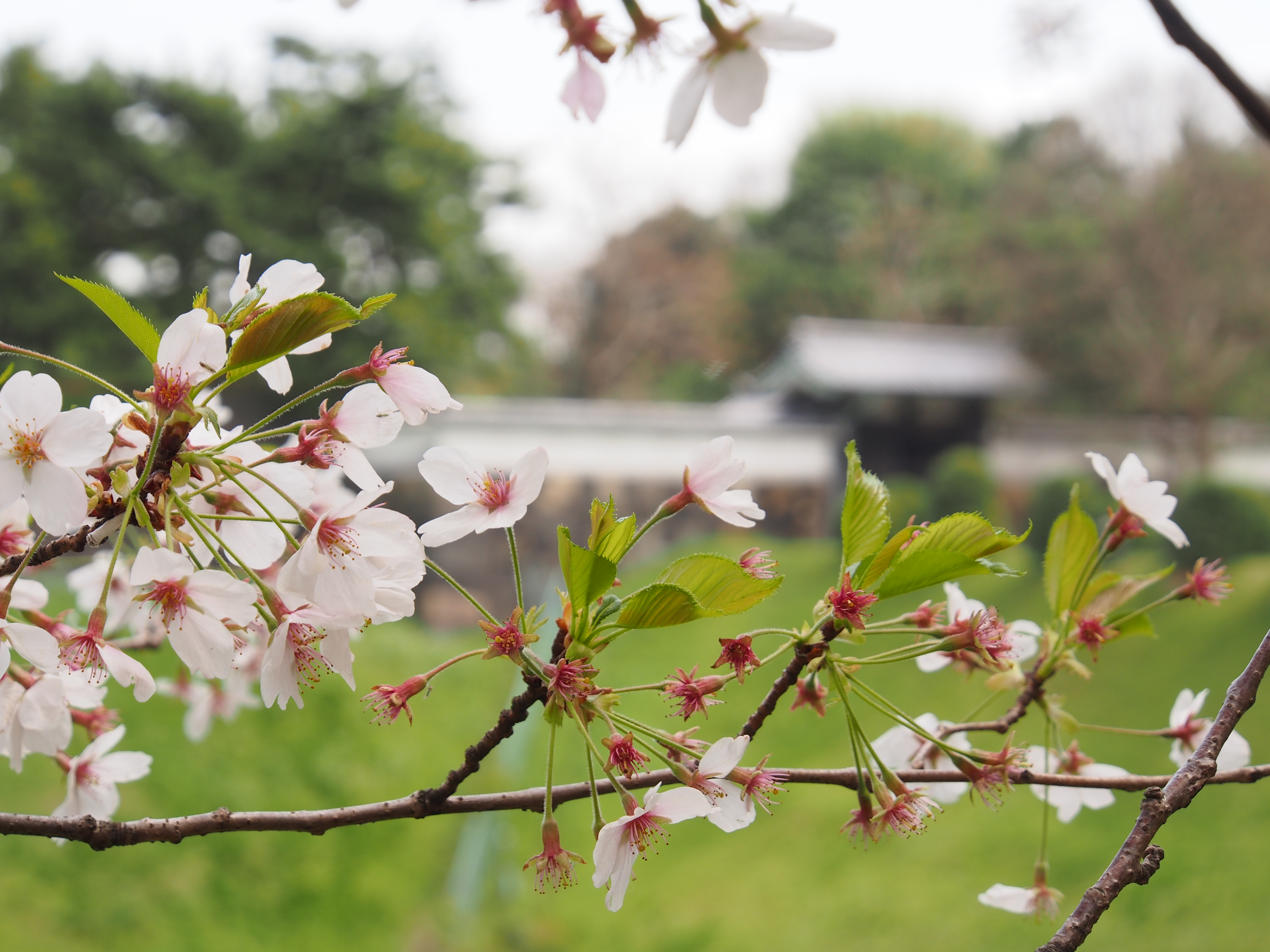 <b>E-M5 / M.ZUIKO DIGITAL ED 12-50mm F3.5-6.3 EZ / 約7.4MB / 4,608×3,456 / 1/160秒 / F8 / +0.7EV / ISO200 / WB:オート / 49mm</b>