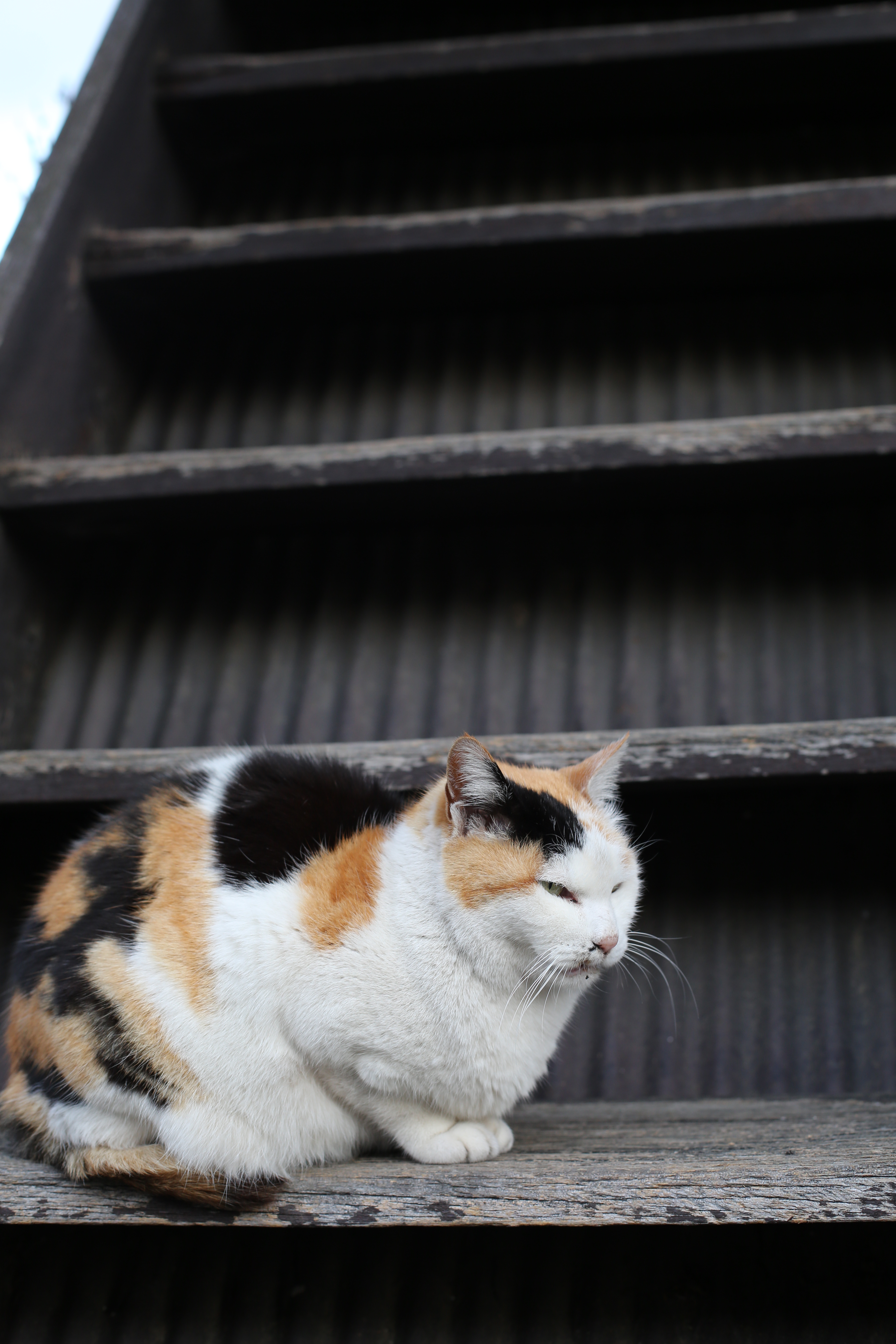 <b>EOS 5D Mark III / EF 50mm F1.4 USM / 約5.1MB / 3,840×5,760 / 1/100秒 / F4 / +0.3EV / ISO400 / WB:オート / 50mm</b>