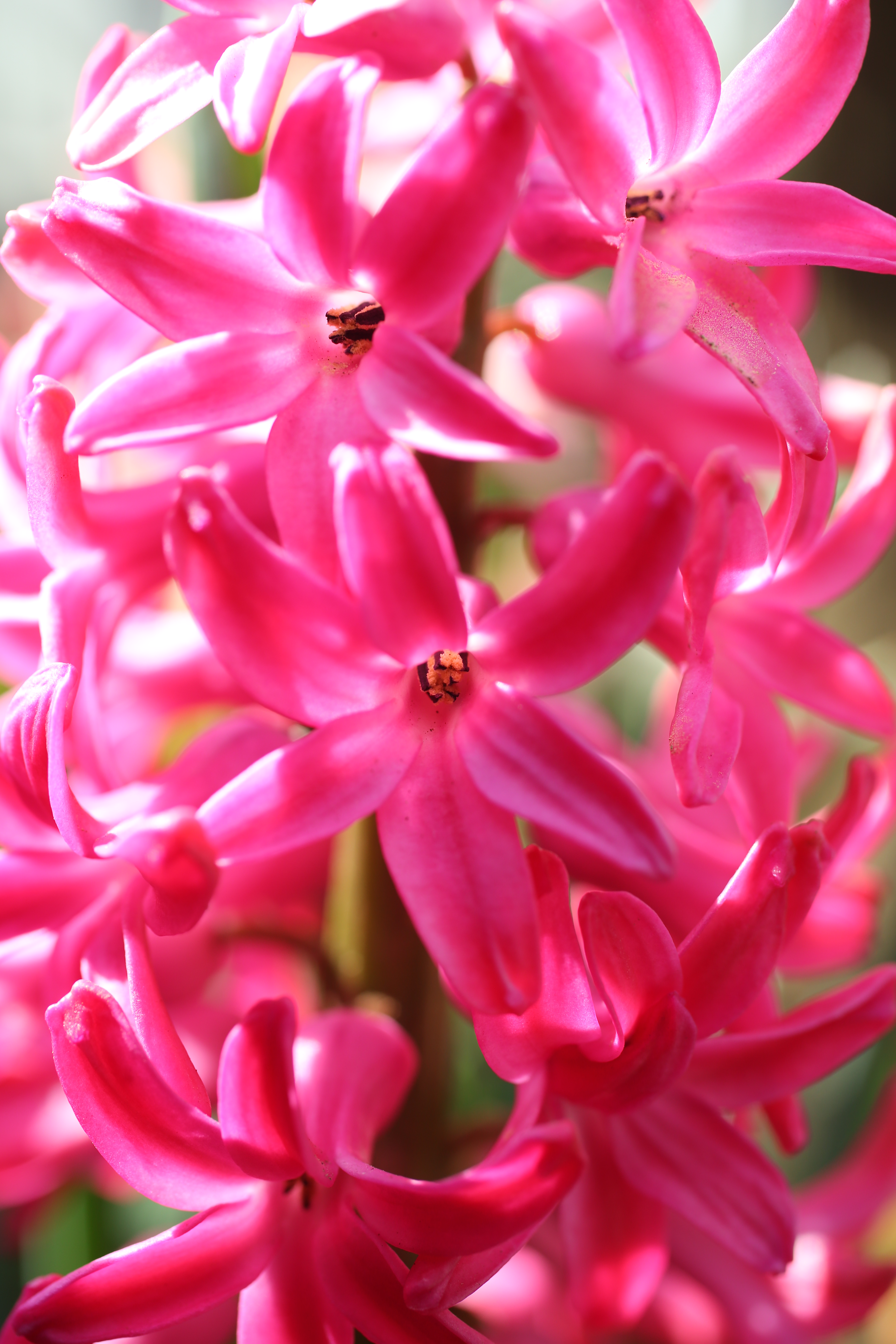 <b>EOS 5D Mark III / EF 50mm F2.5 Compact Macro / 約5.0MB / 3,840×5,760 / 1/200秒 / F5 / +0.7EV / ISO320 / WB:オート / 50mm</b>