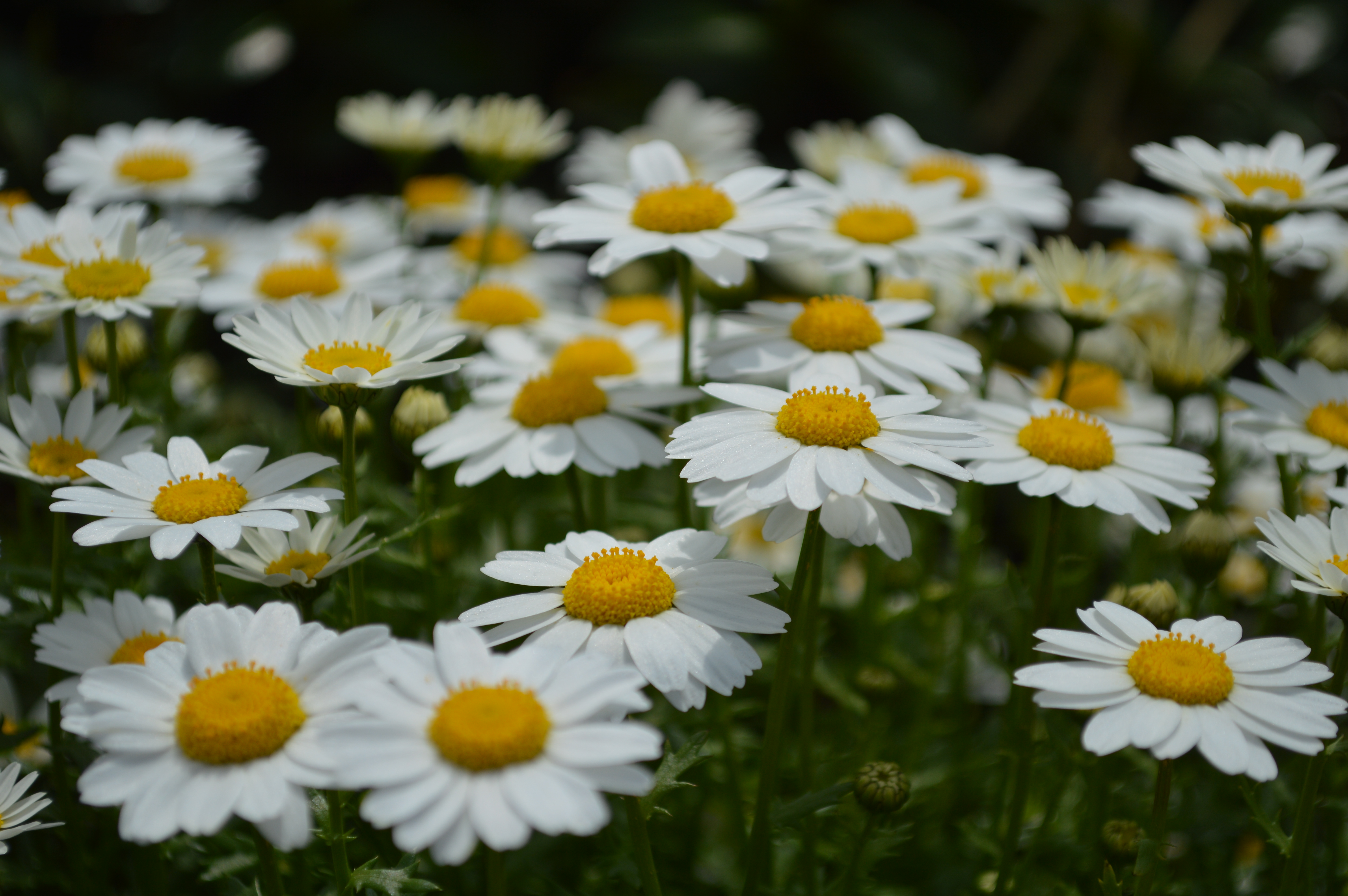 <b>D3200 / AF-S DX NIKKOR 18-55mm F3.5-5.6 G VR / 約7.1MB / 6,016×4,000 / 1/1,600秒 / F5.6 / 0.0EV / ISO100 / WB:オート / 55mm</b>