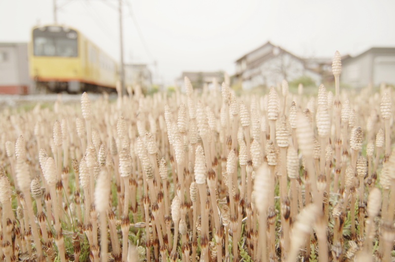 <b>「ほのかたび」より (c)中井精也</b>